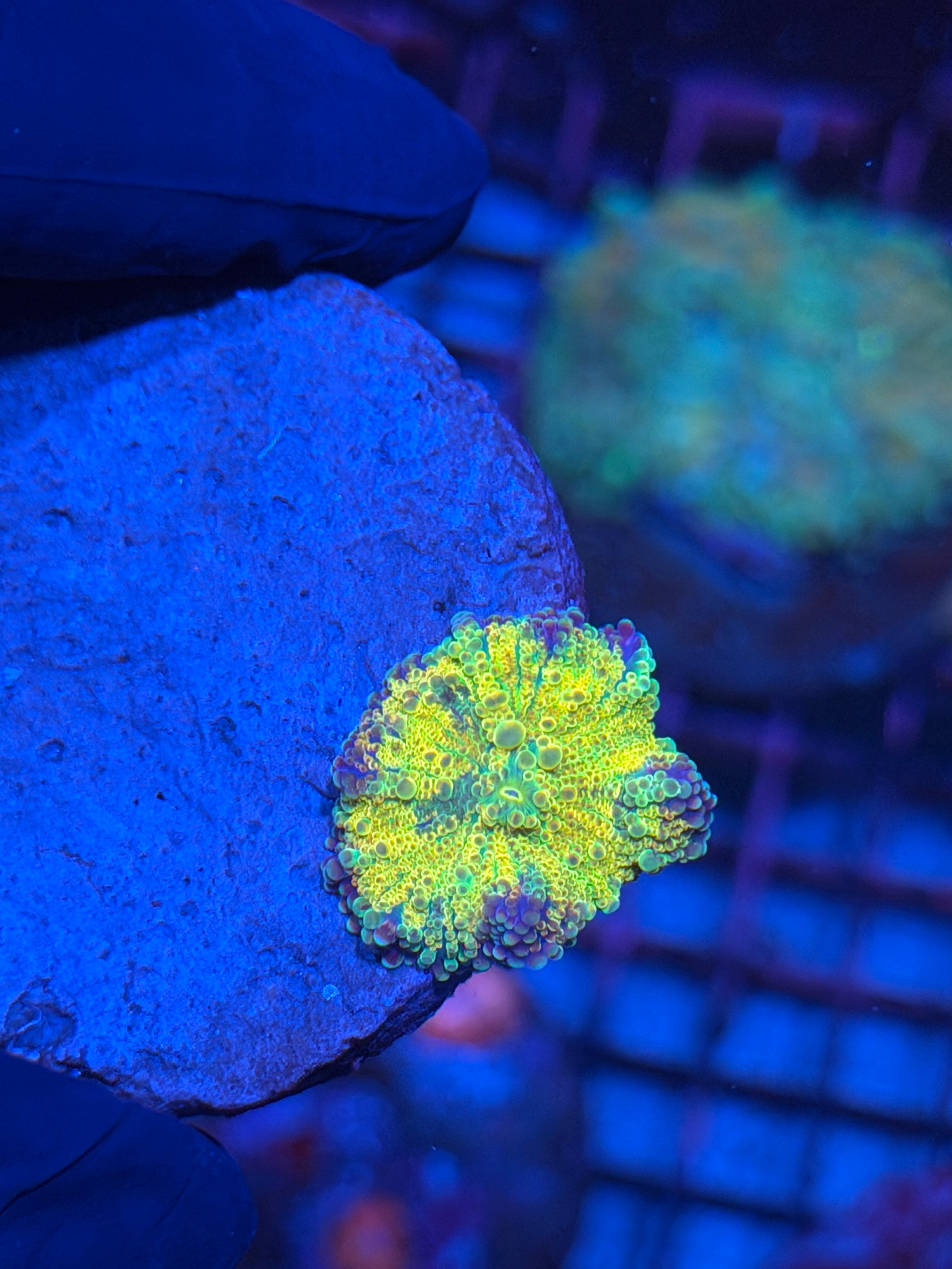JEA Rainbow Magma Yuma Mushroom Coral XL 8/29