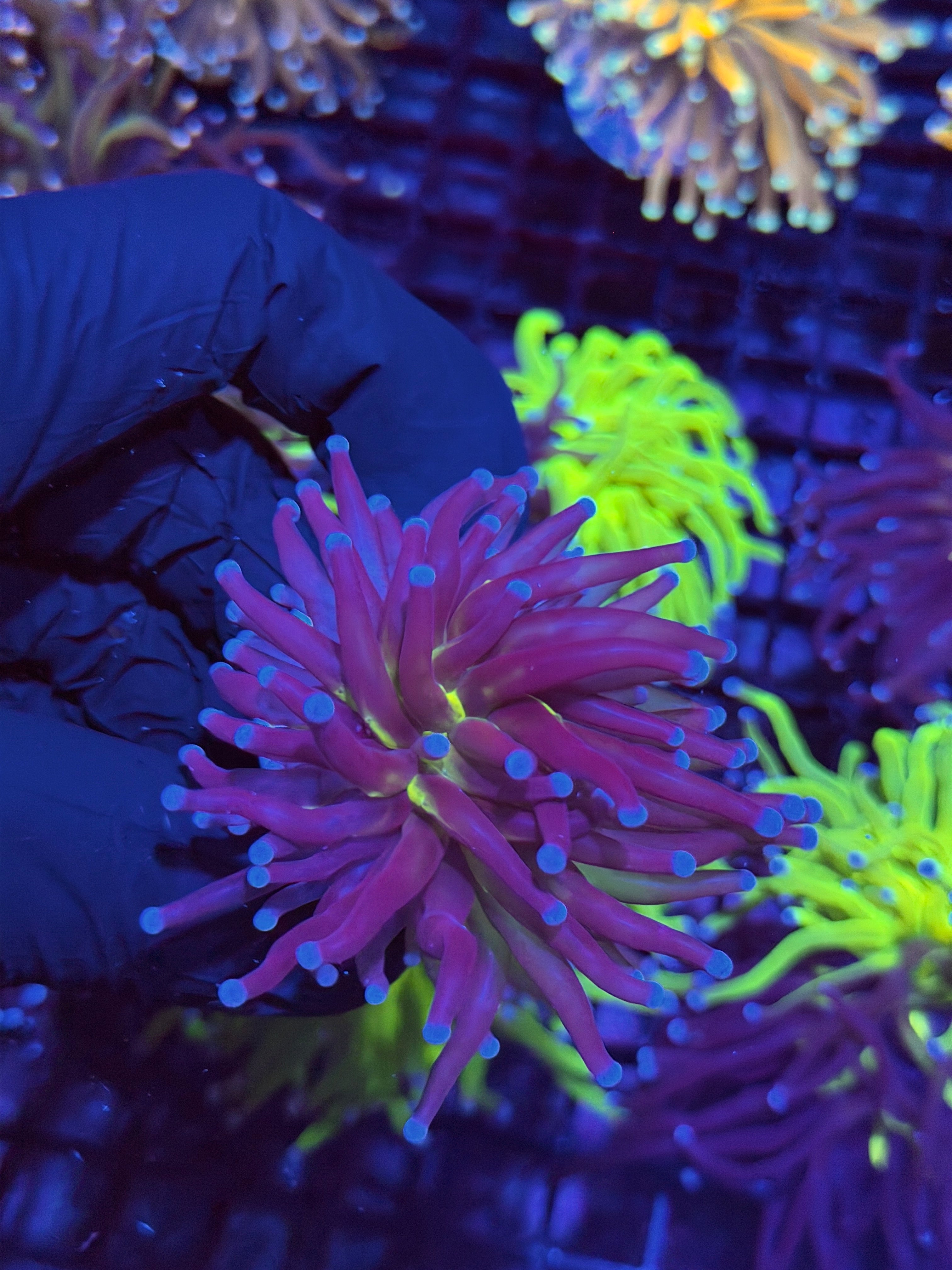 JEA Death Star Torch Coral (Comes from Grafted HG Colony) 8/29