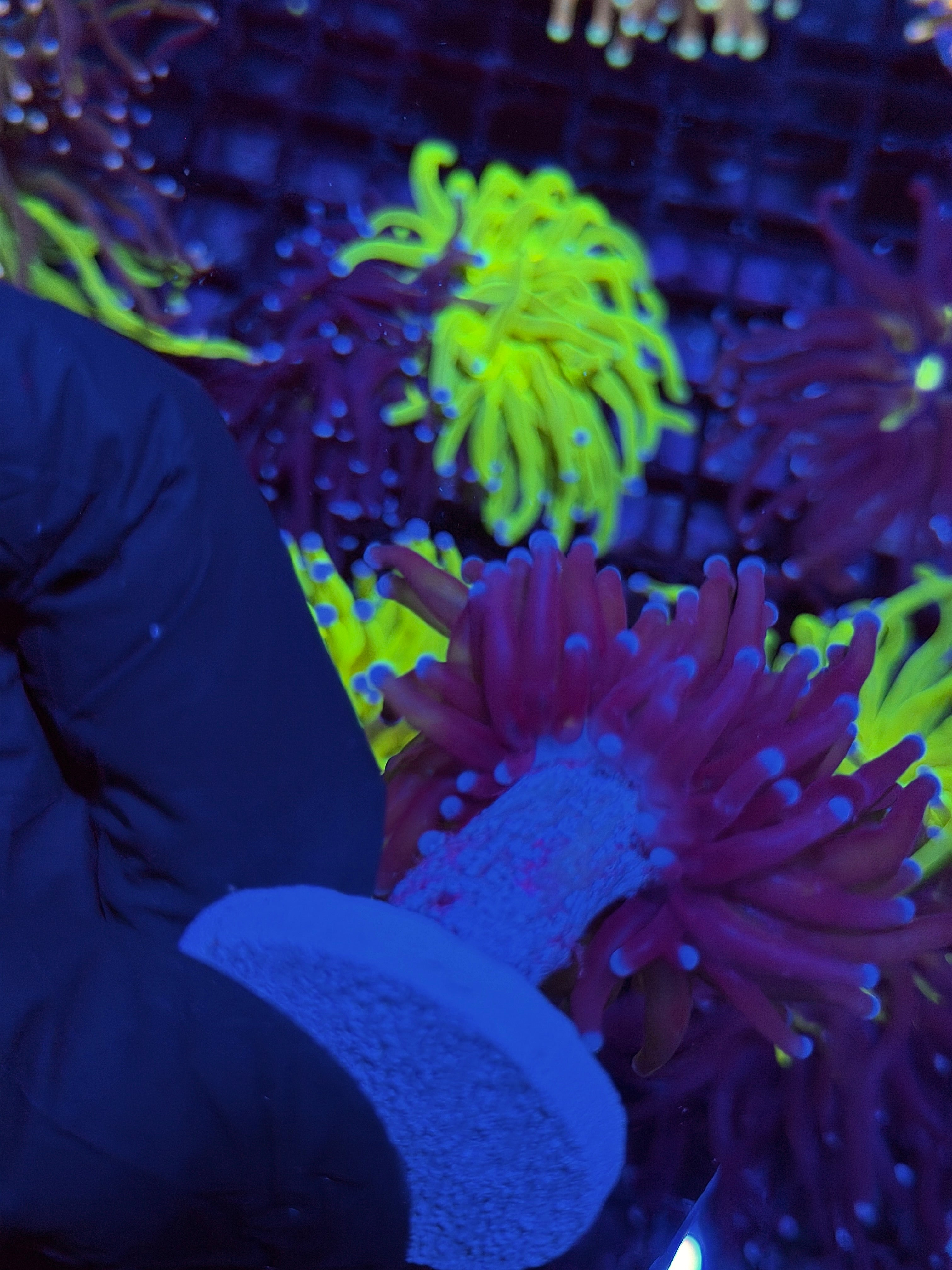 JEA Death Star Torch Coral (Comes from Grafted HG Colony) 8/29