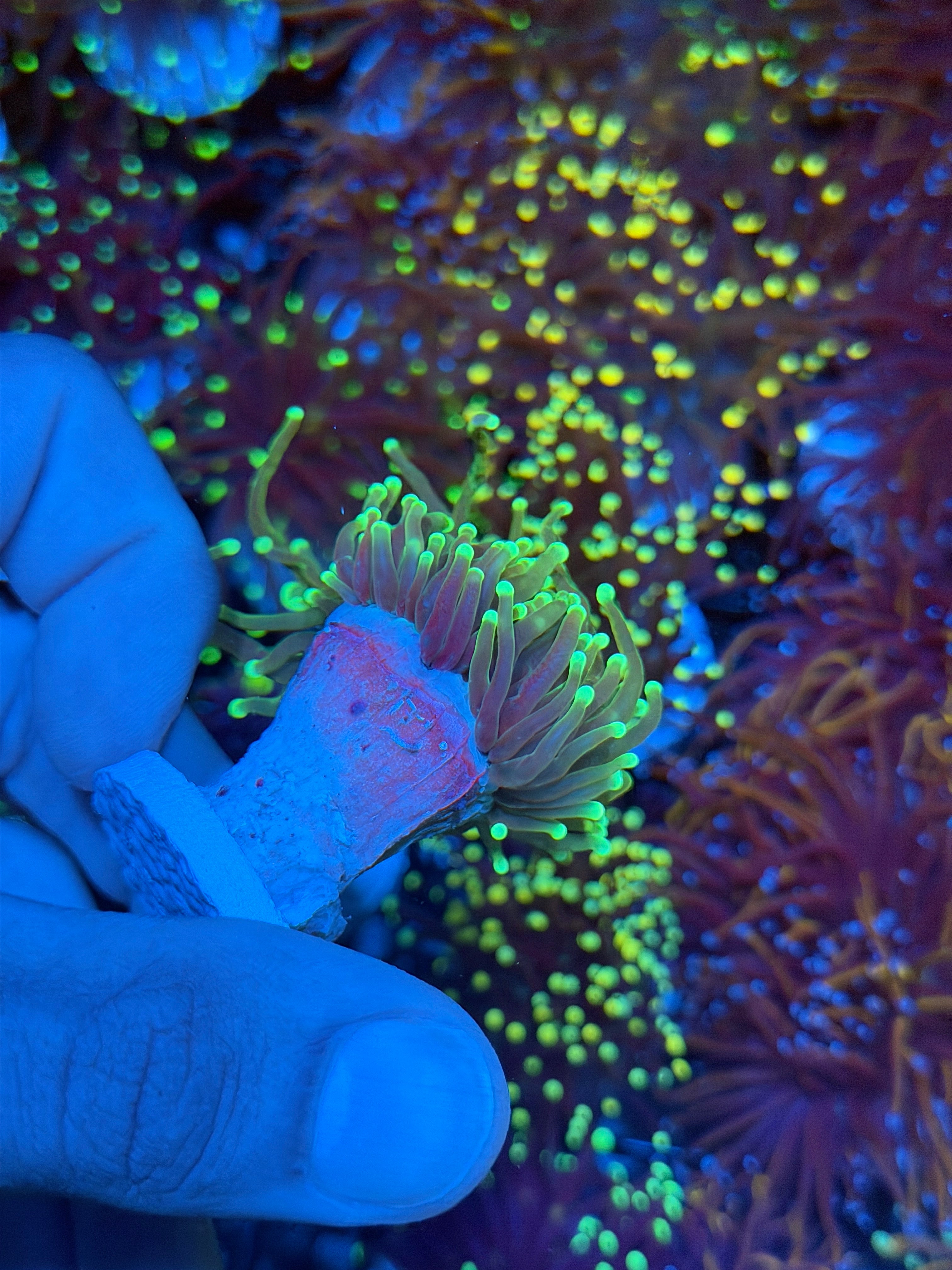JEA 21 Tails Torch Coral 1 XXL Head Splitting 8/24