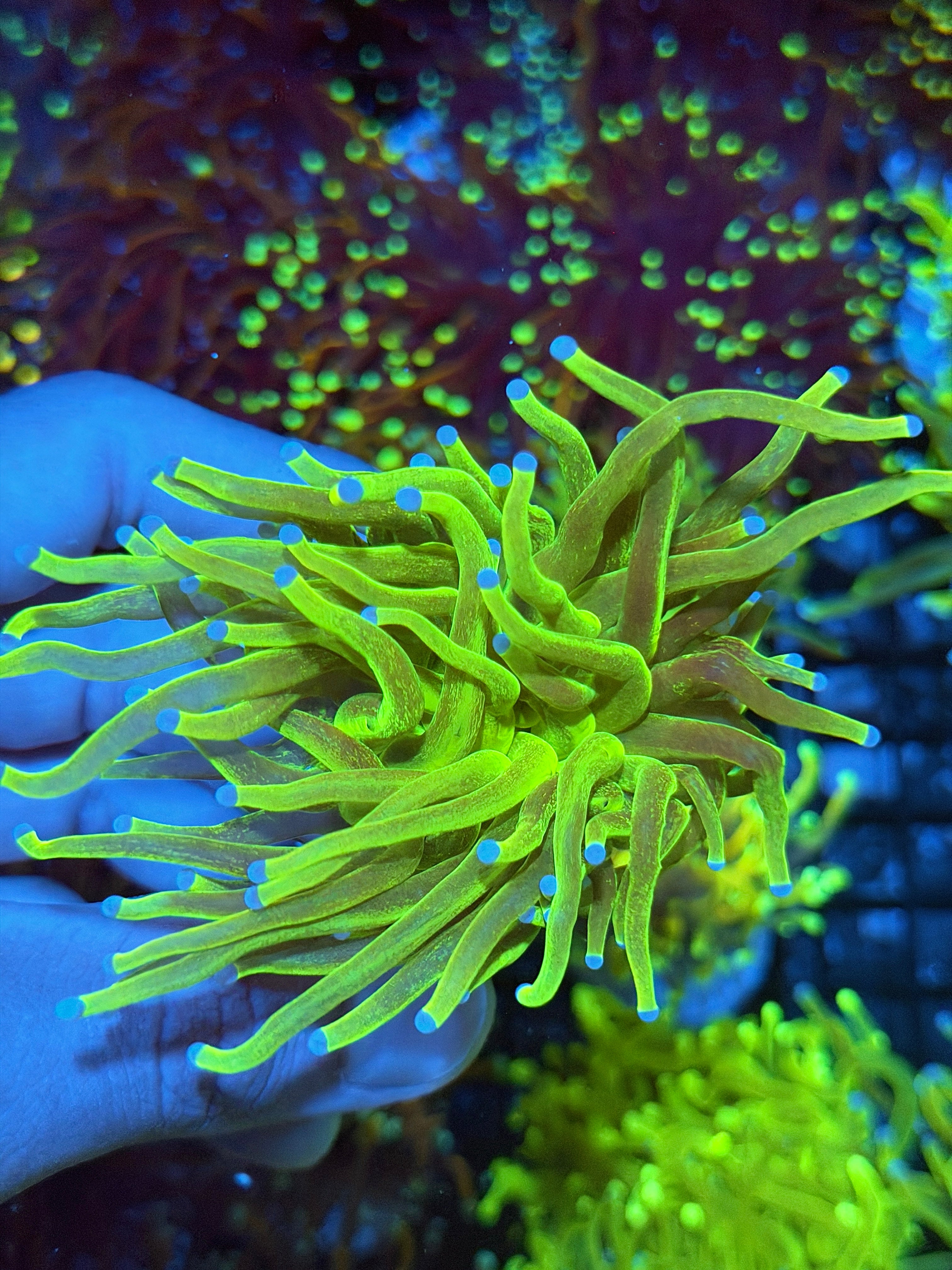 JEA Glitter Holy Grail Torch Coral 1 XXL Head 8/29