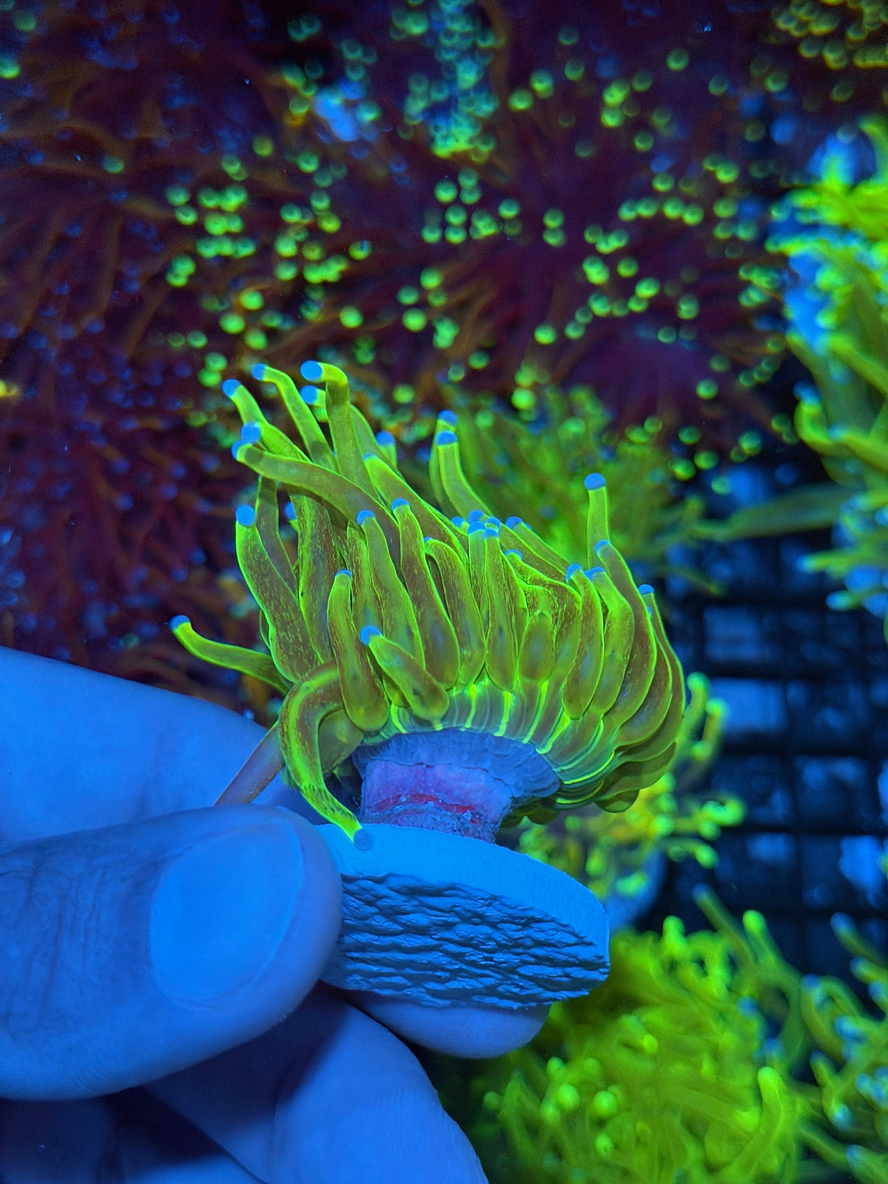 JEA Glitter Holy Grail Torch Coral 1 XXL Head 8/29