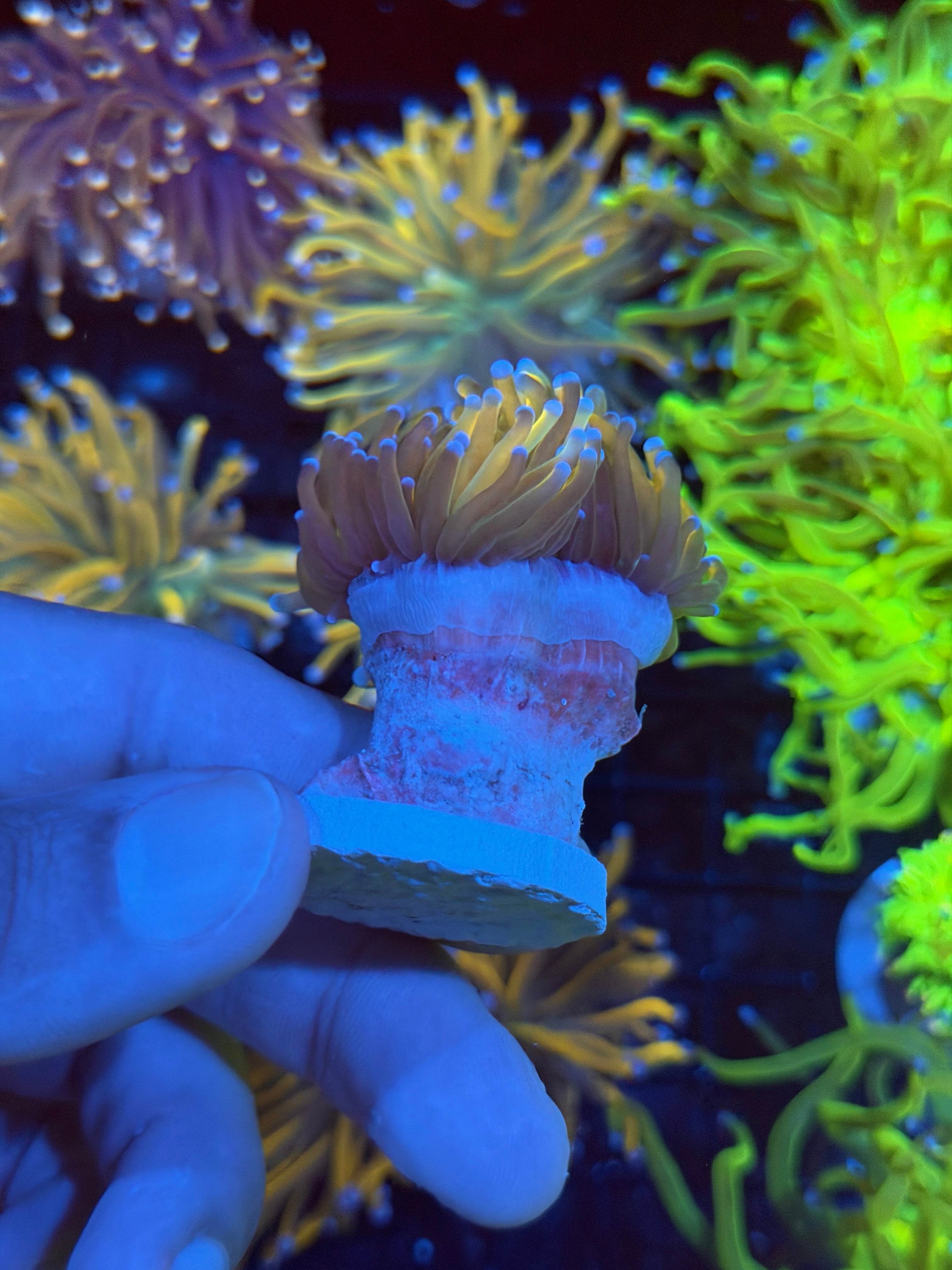 JEA Sun God Torch Coral 1 XXL Head 8/24