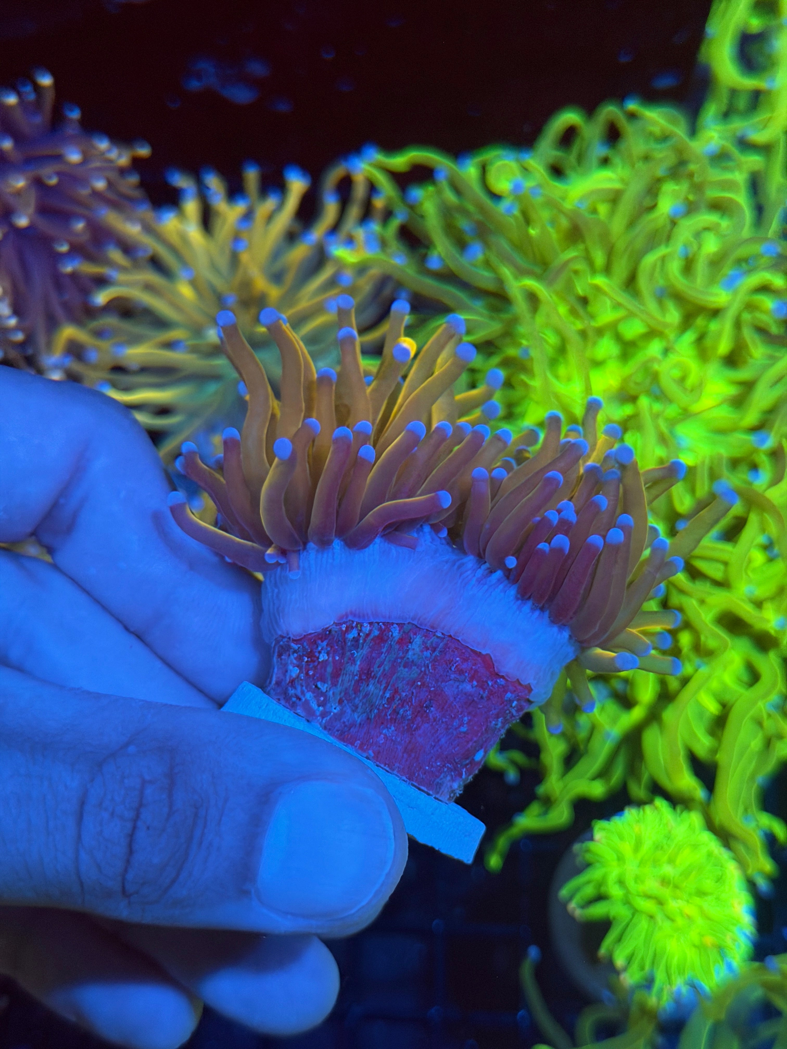 JEA Sun God Torch Coral 2 Heads Splitting XXL 8/29