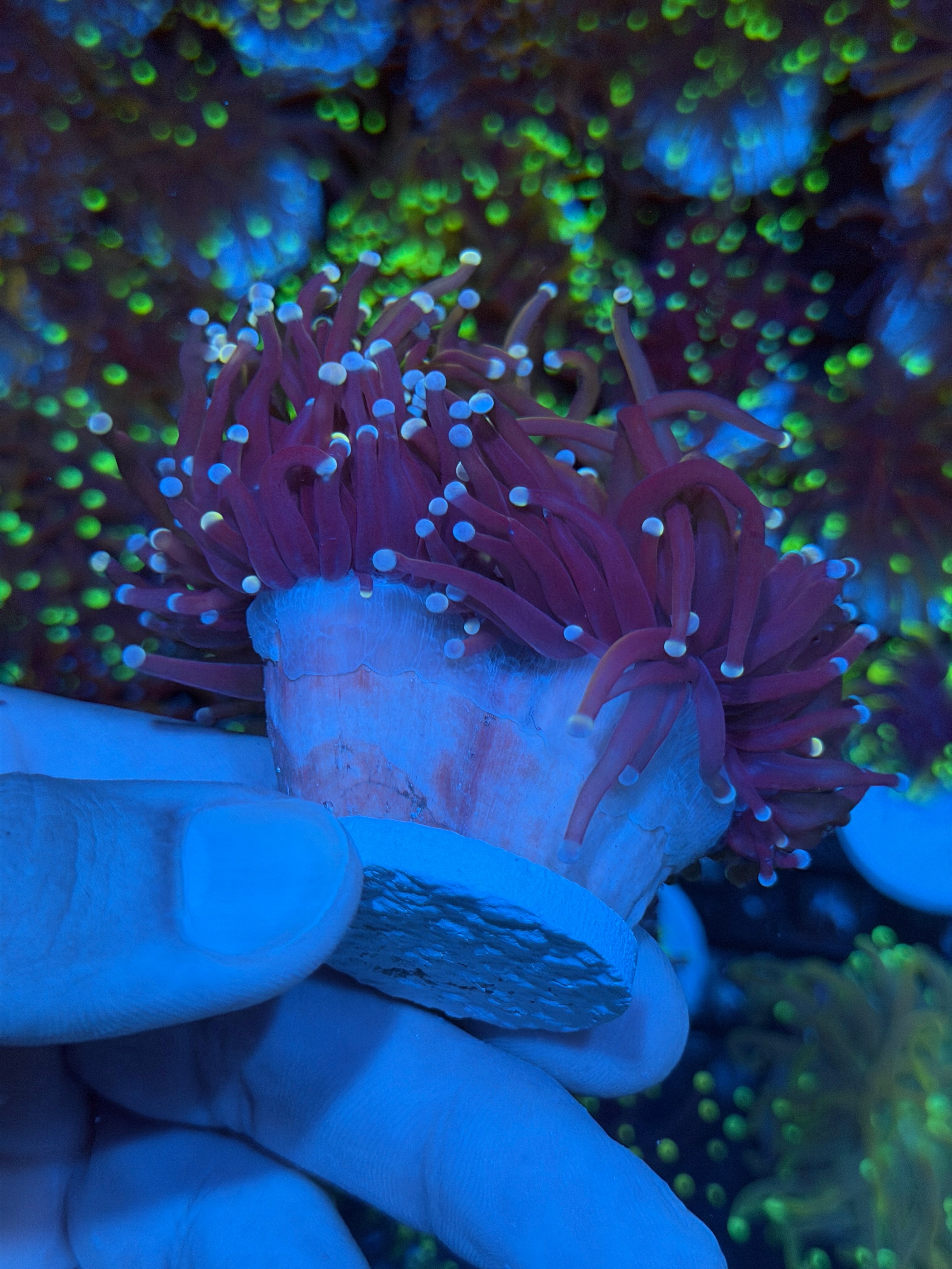 JEA Purple Rain Torch Coral 2 XXXL Heads Show Sized 8/24