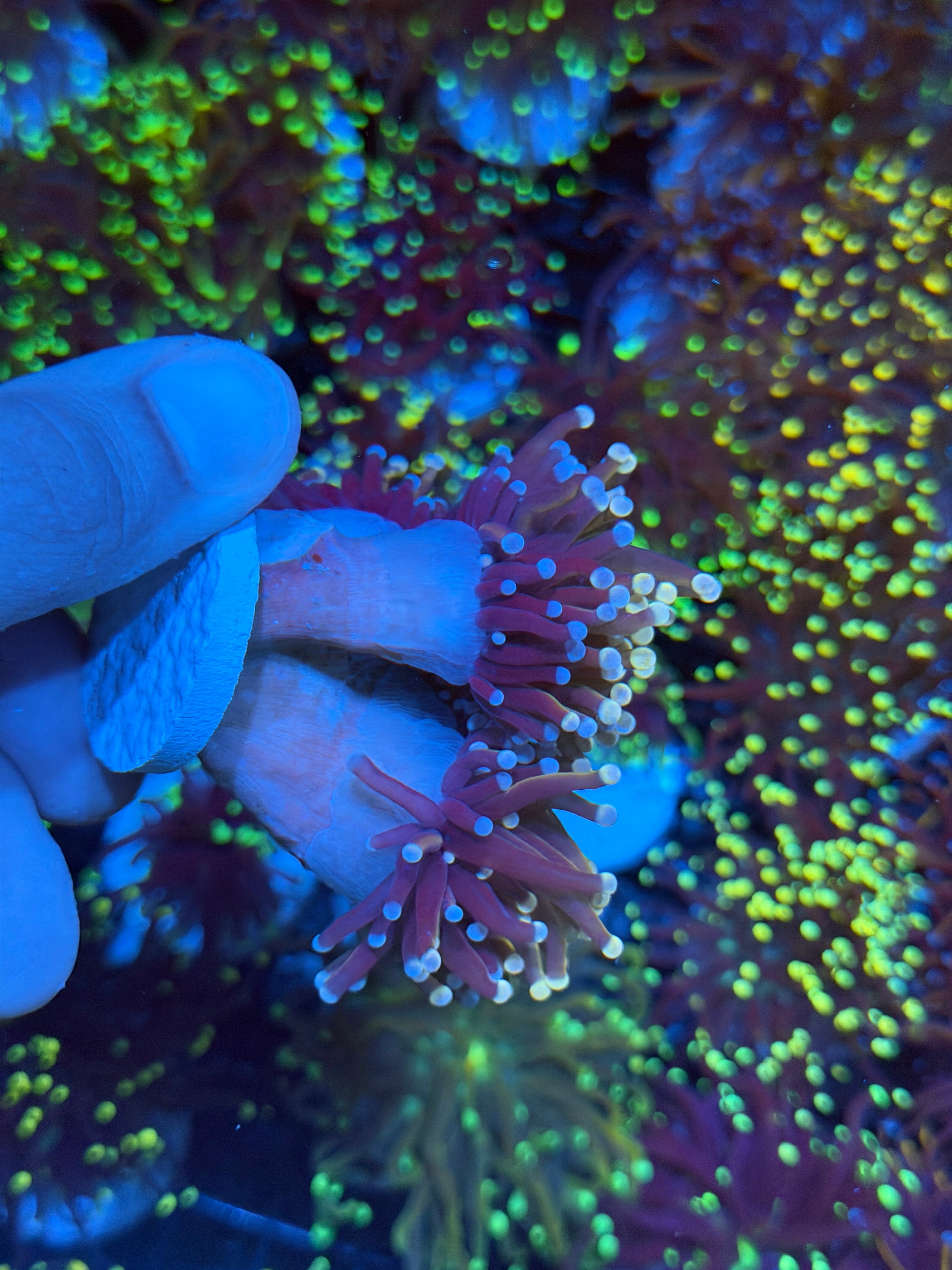 JEA Purple Rain Torch Coral 3 Heads Splitting XXXL Show Piece 8/29