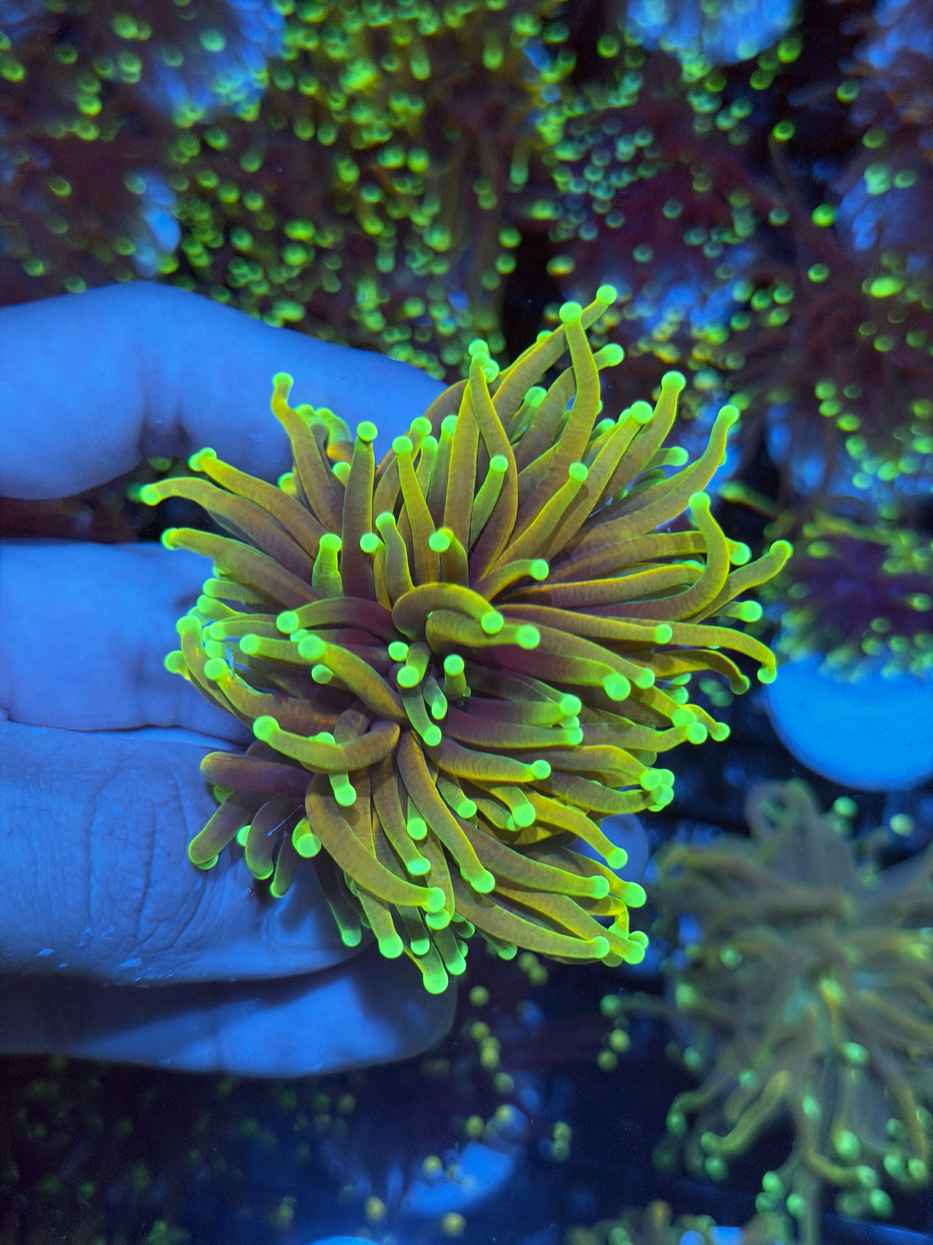 JEA Hellfire Torch Coral 2 Heads Splitting XXL 8/28