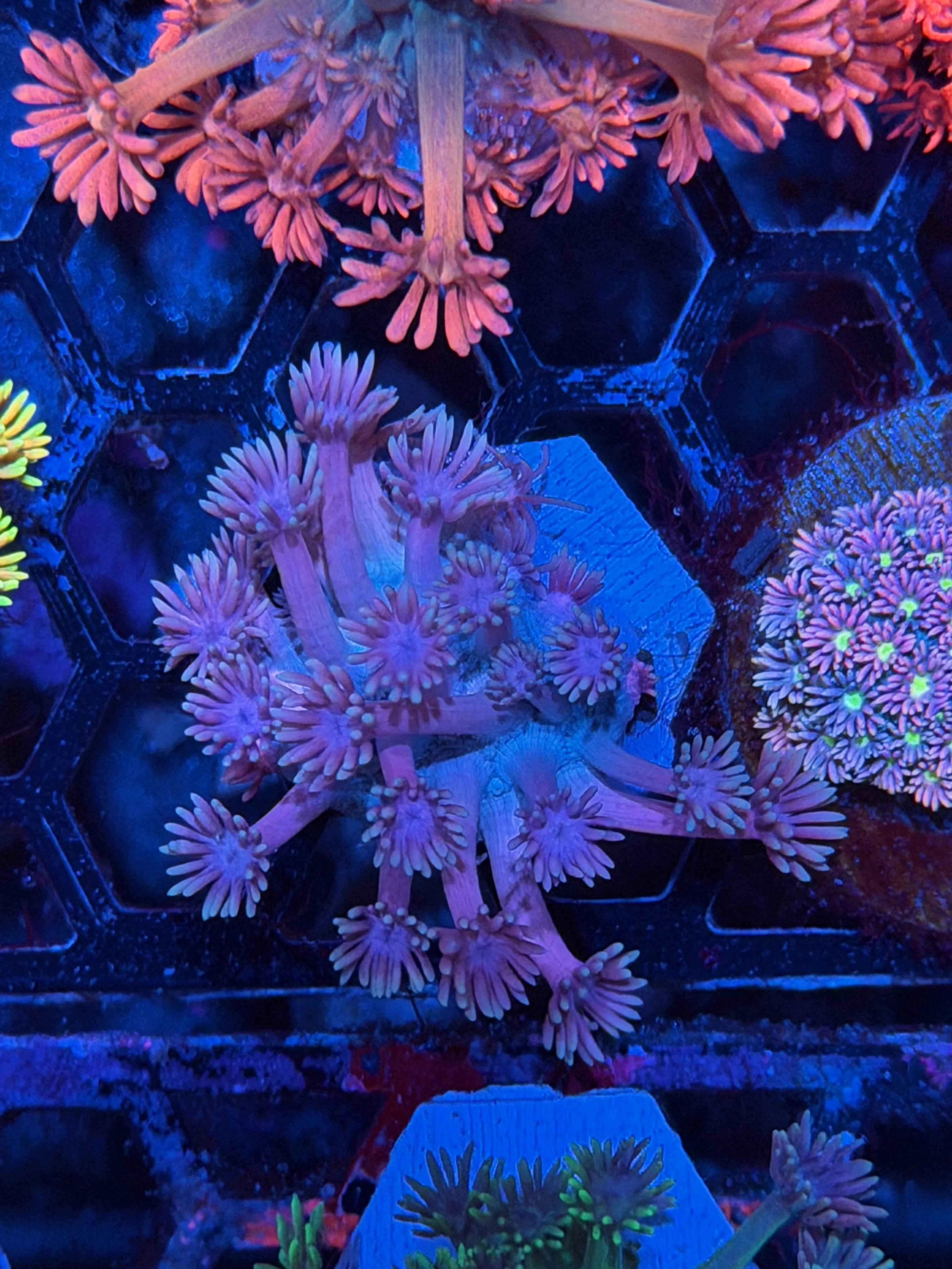 JEA Sweet Tarts Goniopora Coral