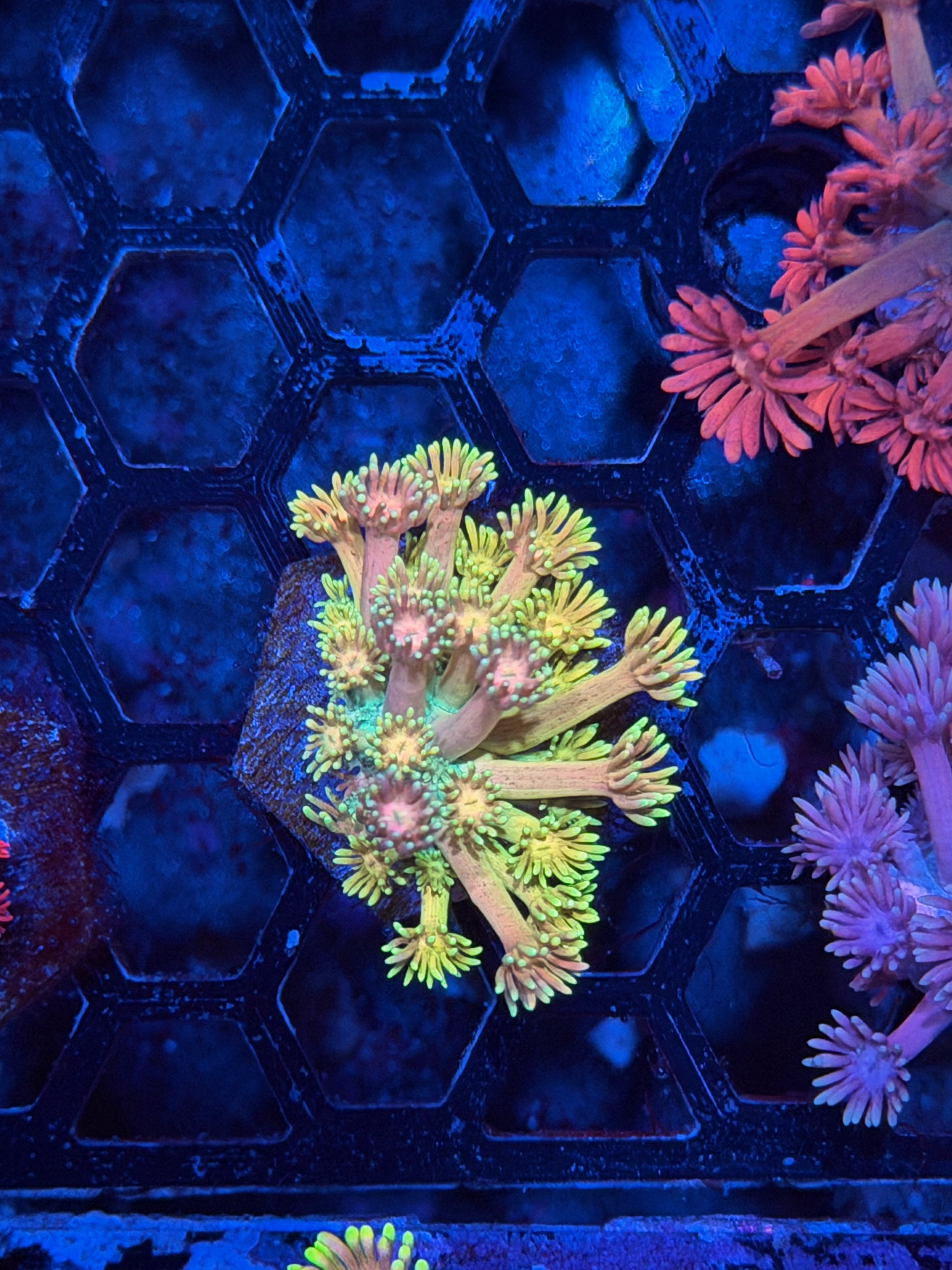 JEA Rainbow Road Goniopora Coral *Last Frag Available*
