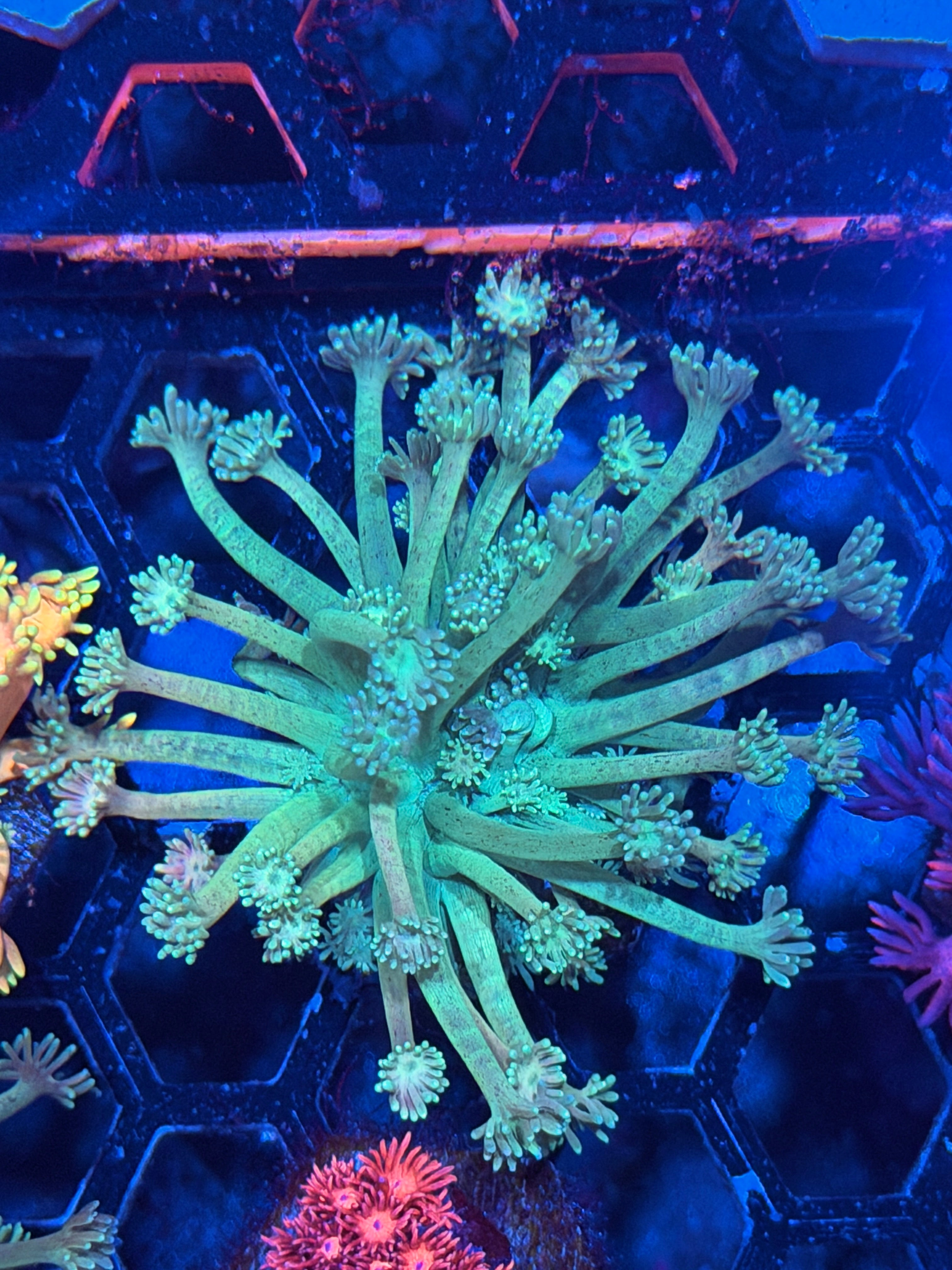 JEA Plasma Ballz Goniopora Coral *Last Frag Available*