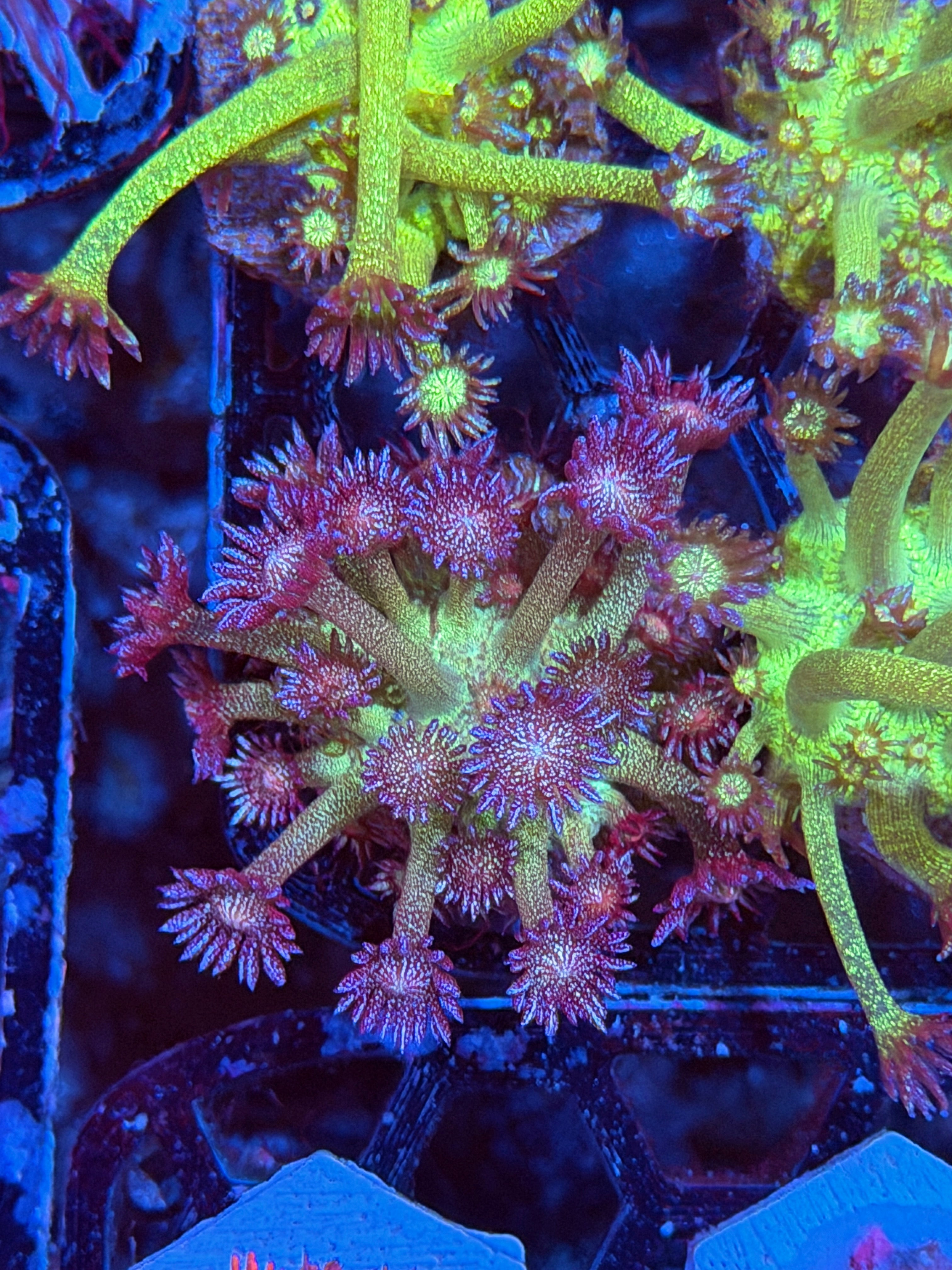 JEA Black Widow Goniopora Coral Frag