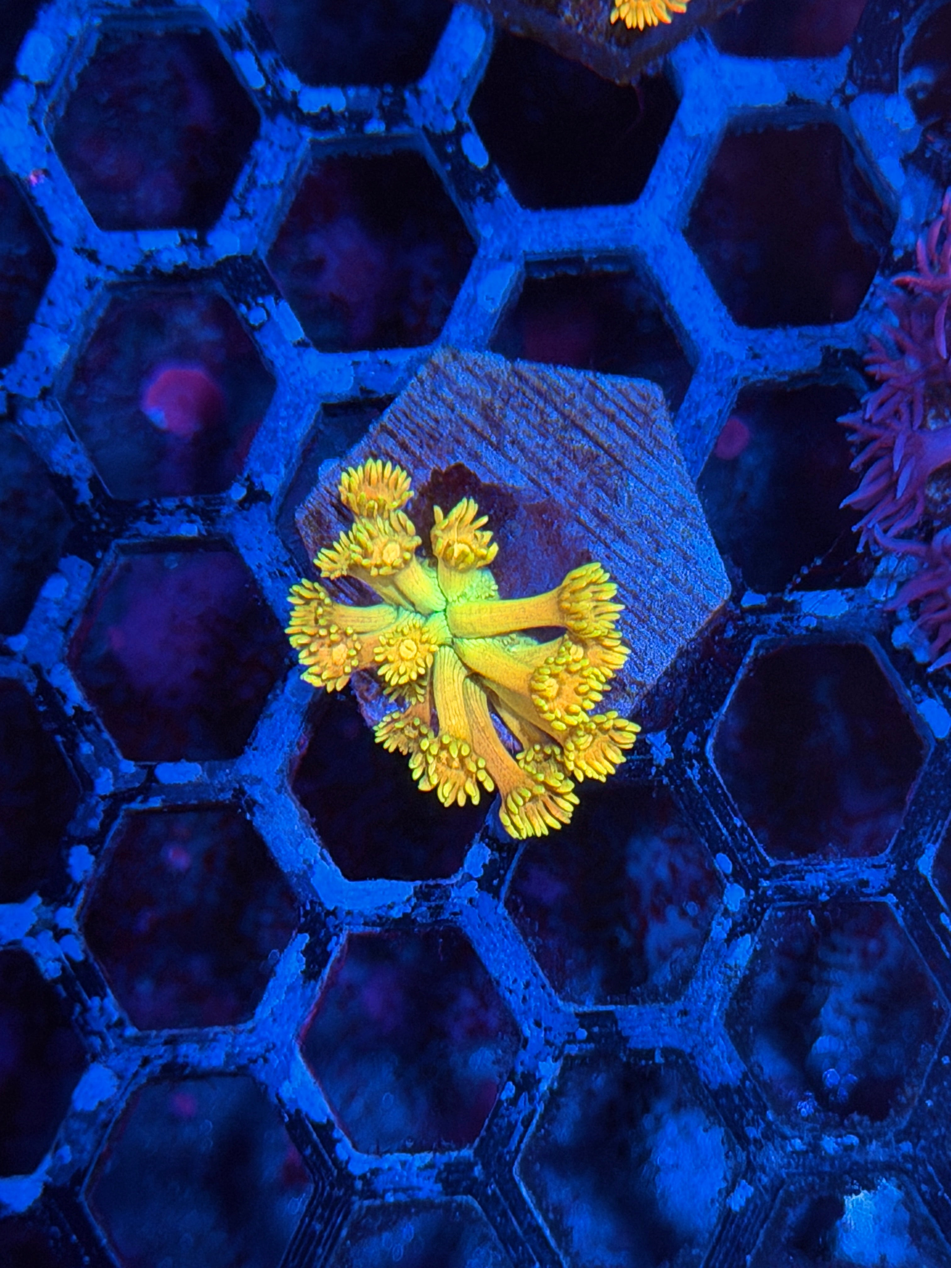 JEA Spongebob Goniopora Coral *Last Frag Available*