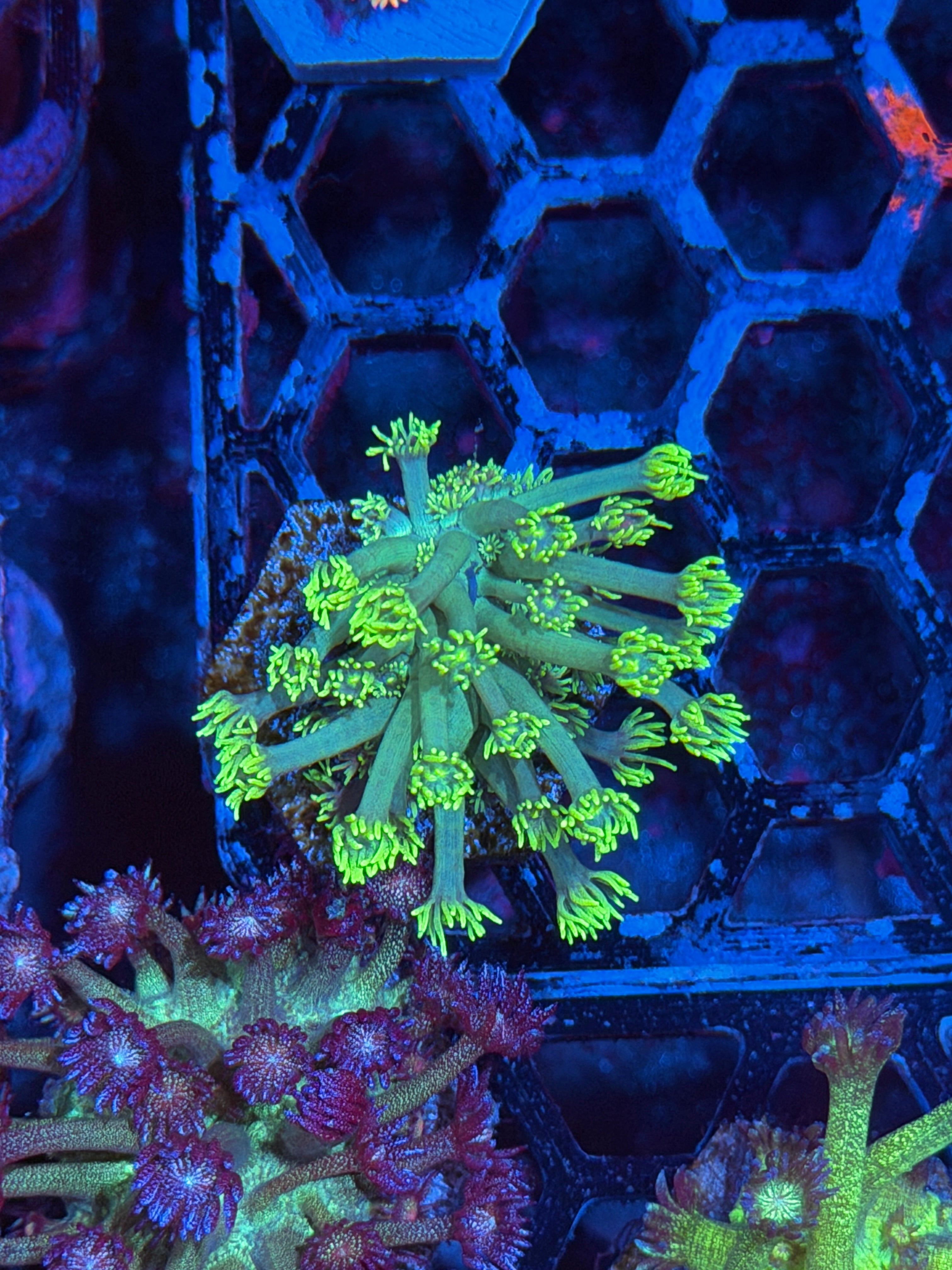JEA Blue Dream Goniopora Coral *Last Frag Available*