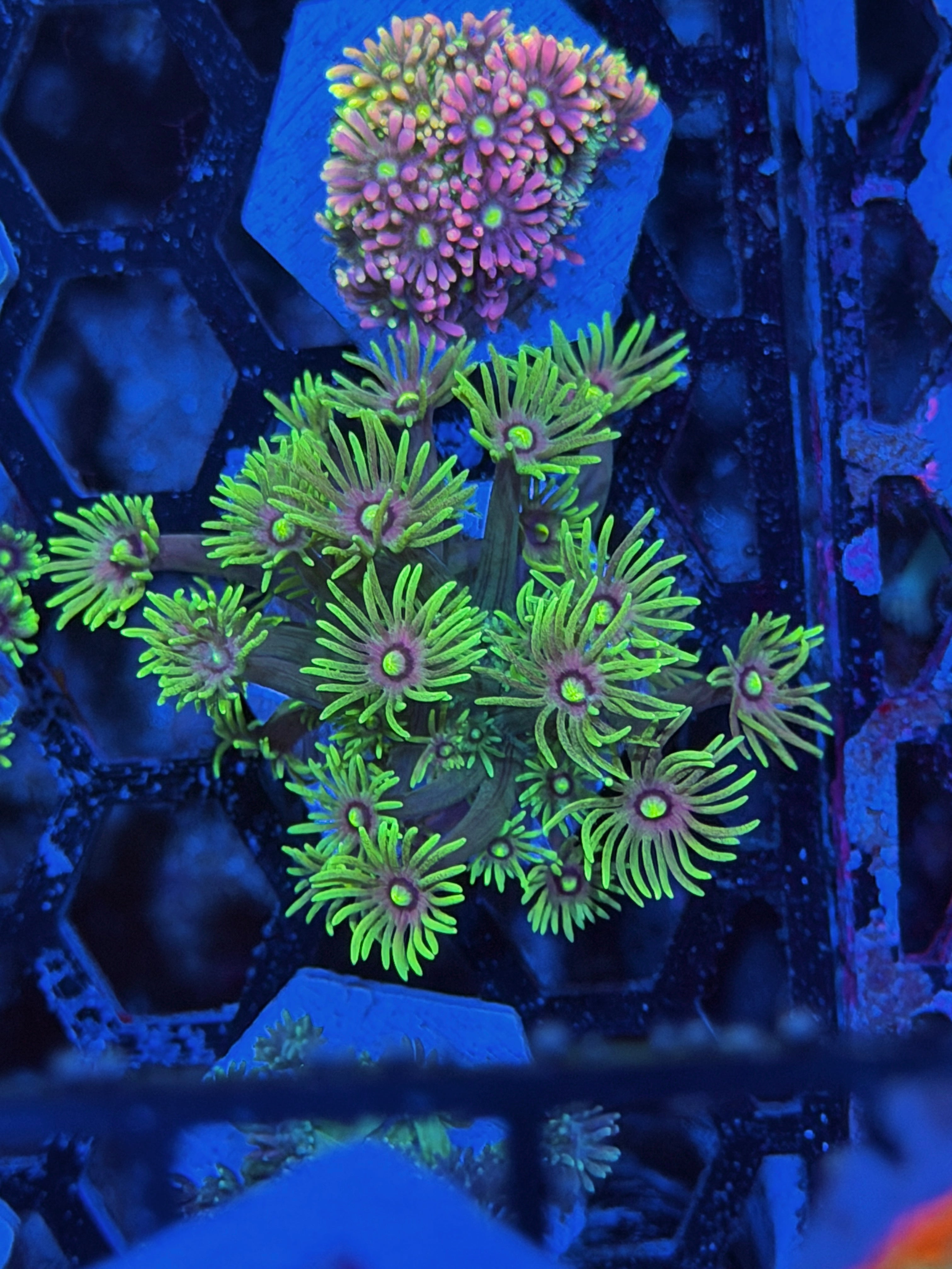JEA Apocalypse Goniopora Coral *New Release*