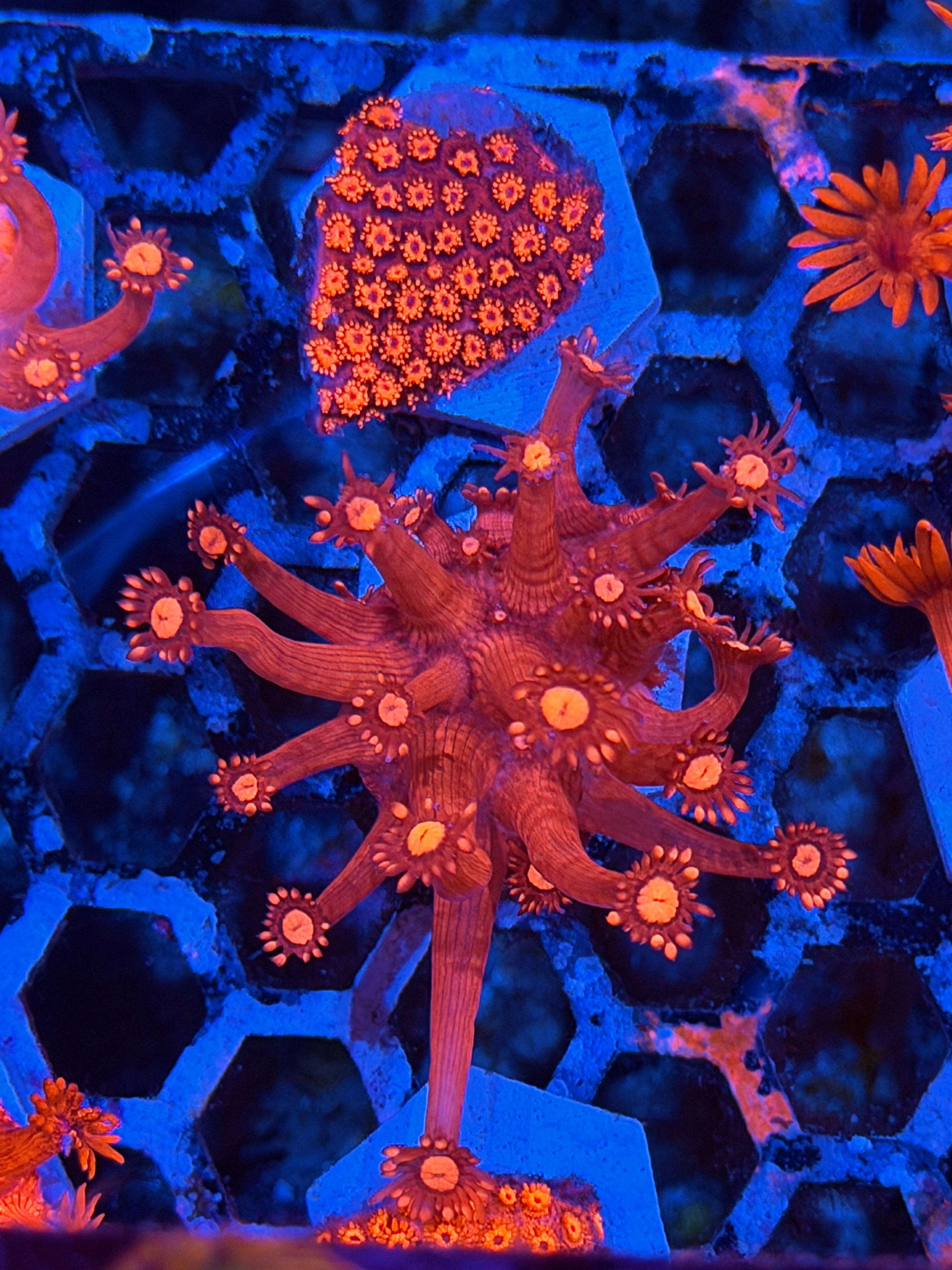 JEA Fire Alarm Goniopora Coral