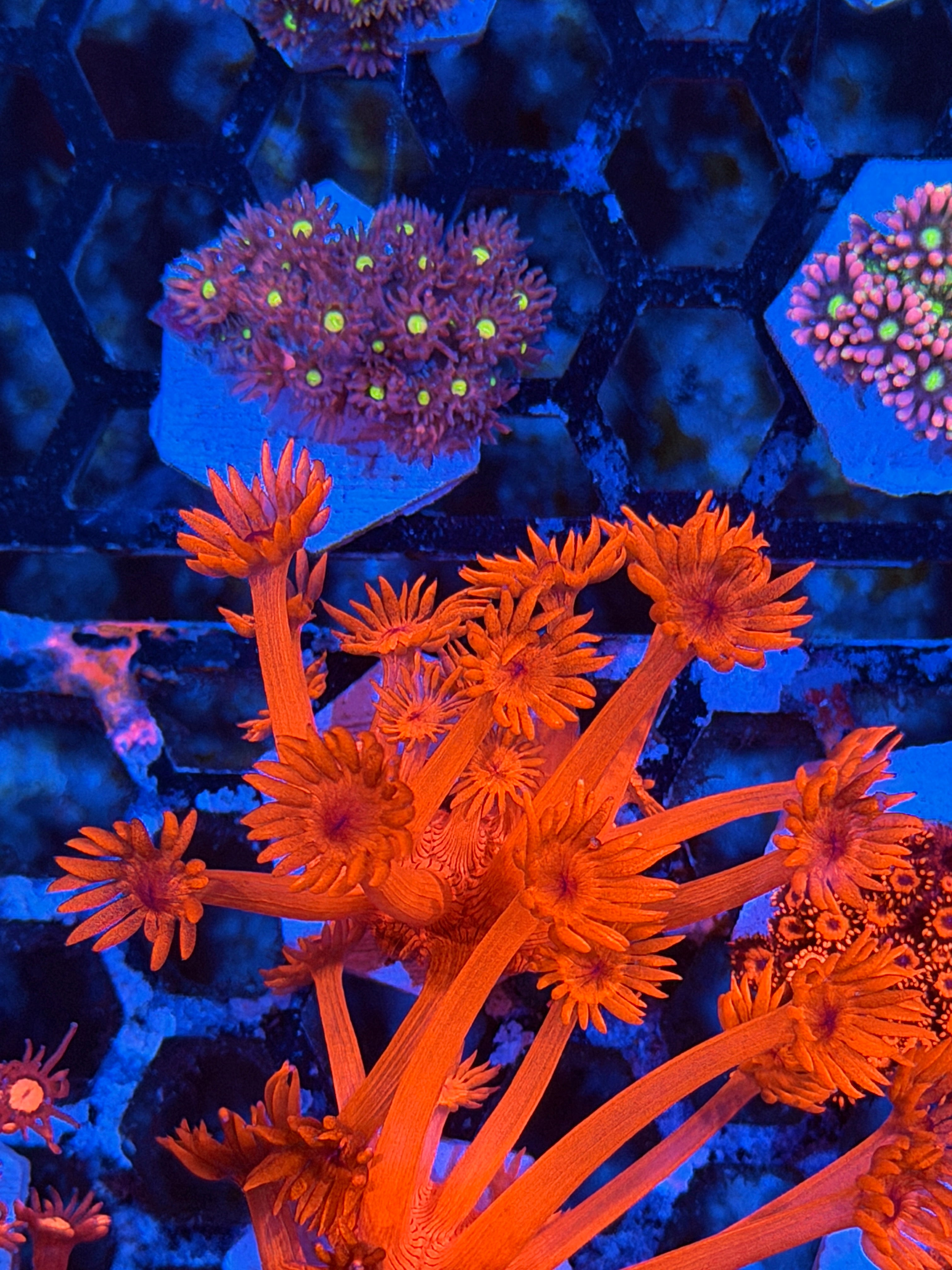 JEA Flamethrower Goniopora Coral *New Release*