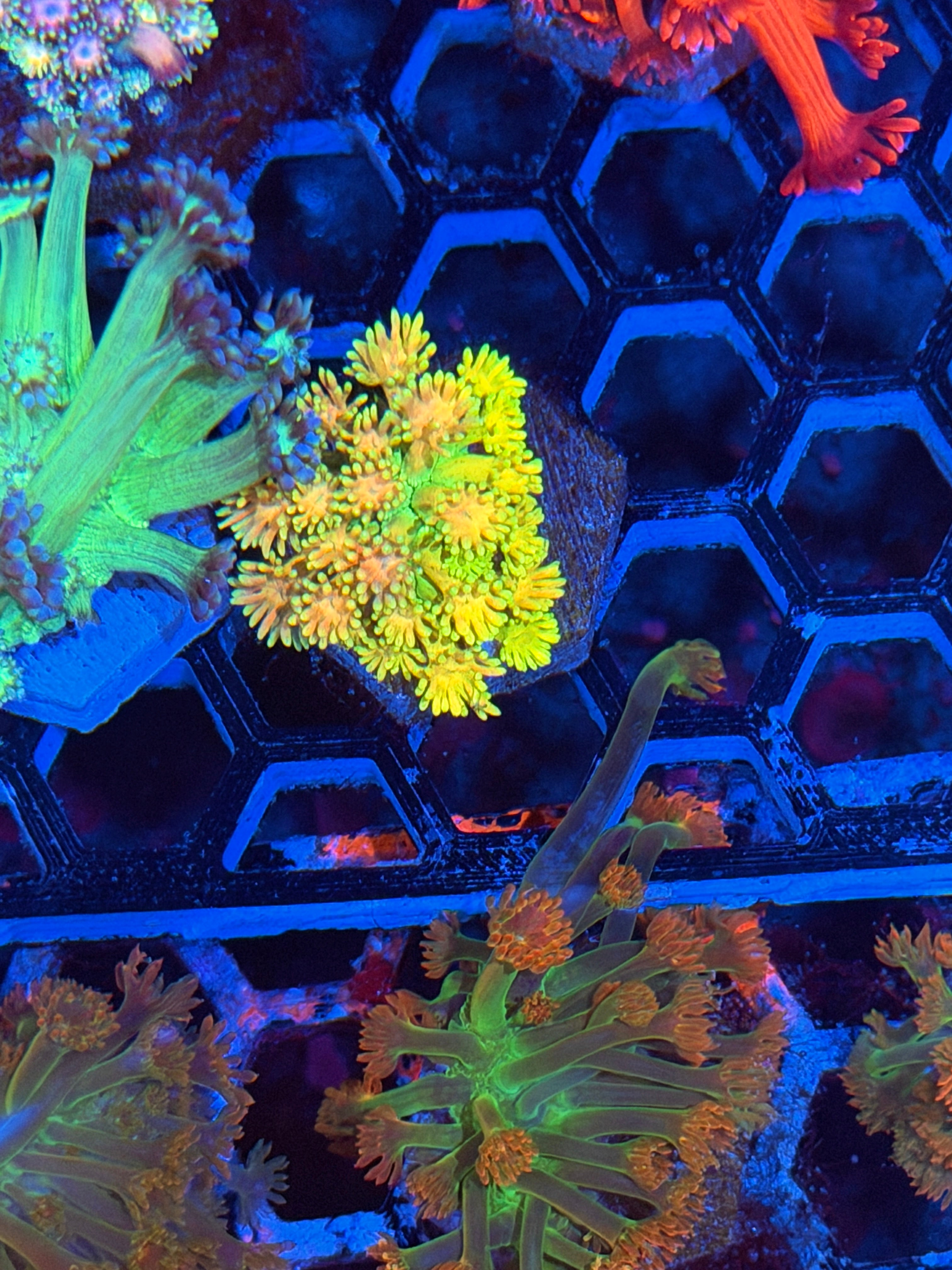 JEA Solar Surge Goniopora Coral *Last Frag Available*