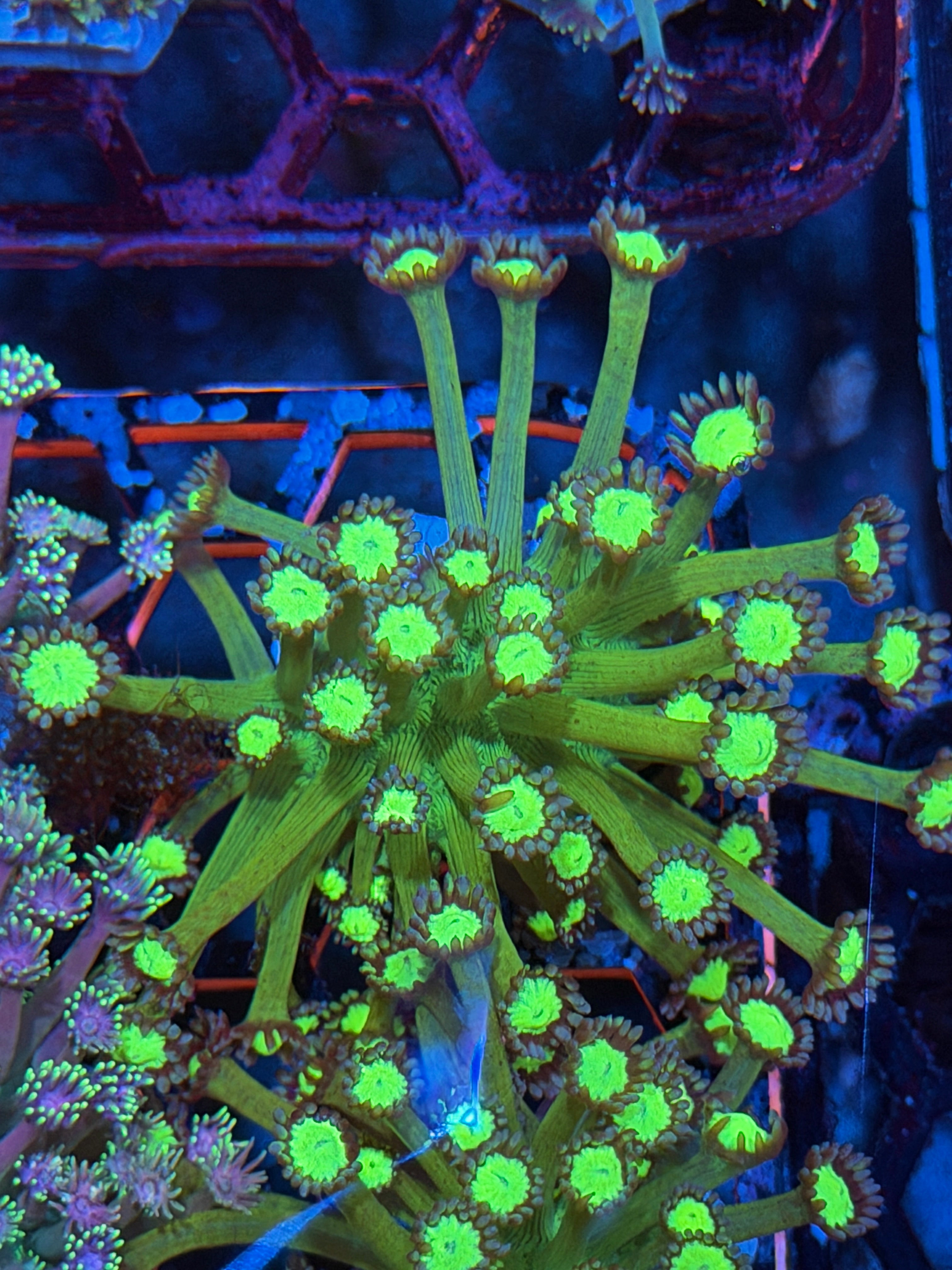 JEA Bioshock Goniopora Coral