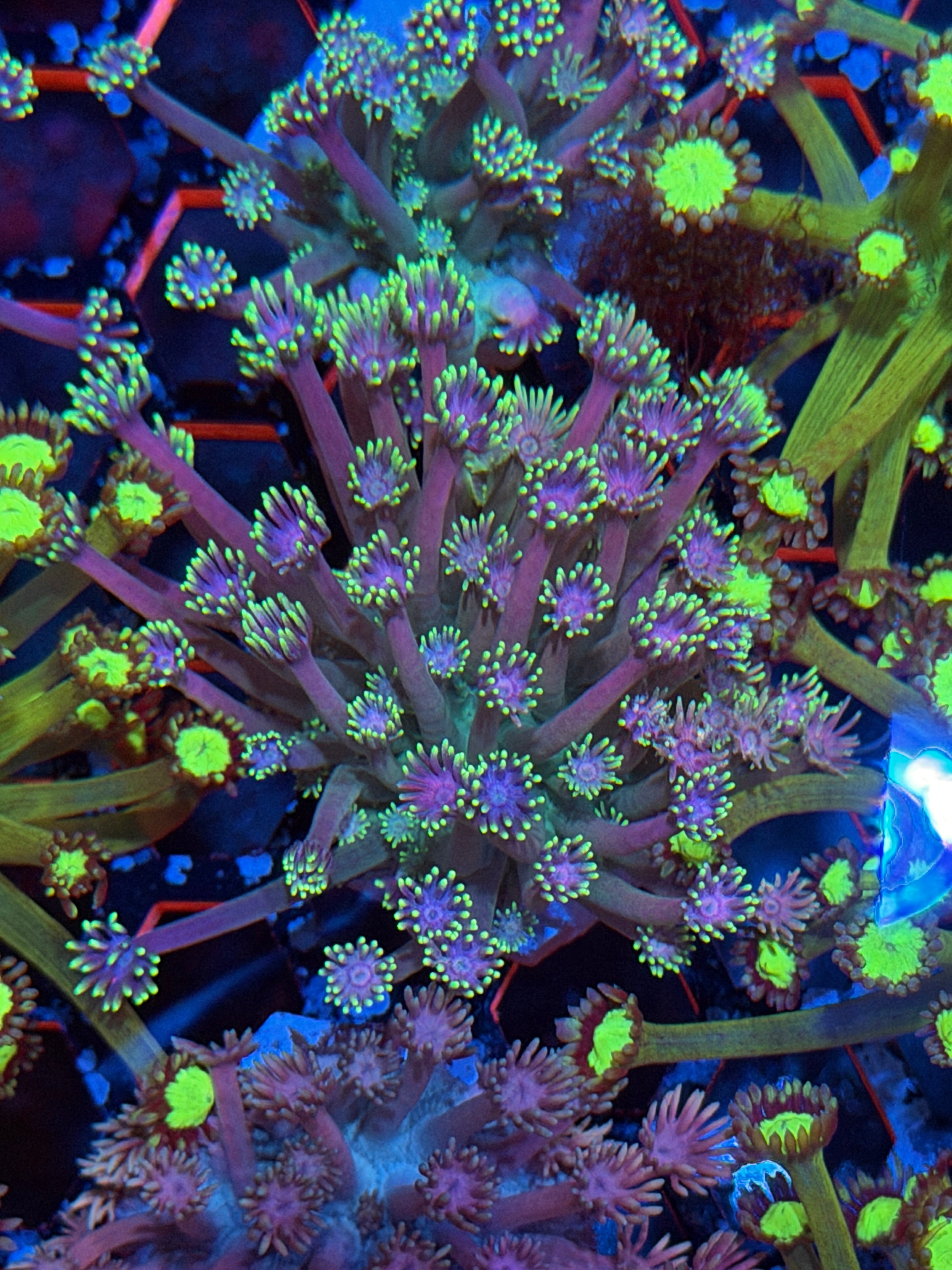JEA Purple Cosmos Goniopora Coral *New Release*