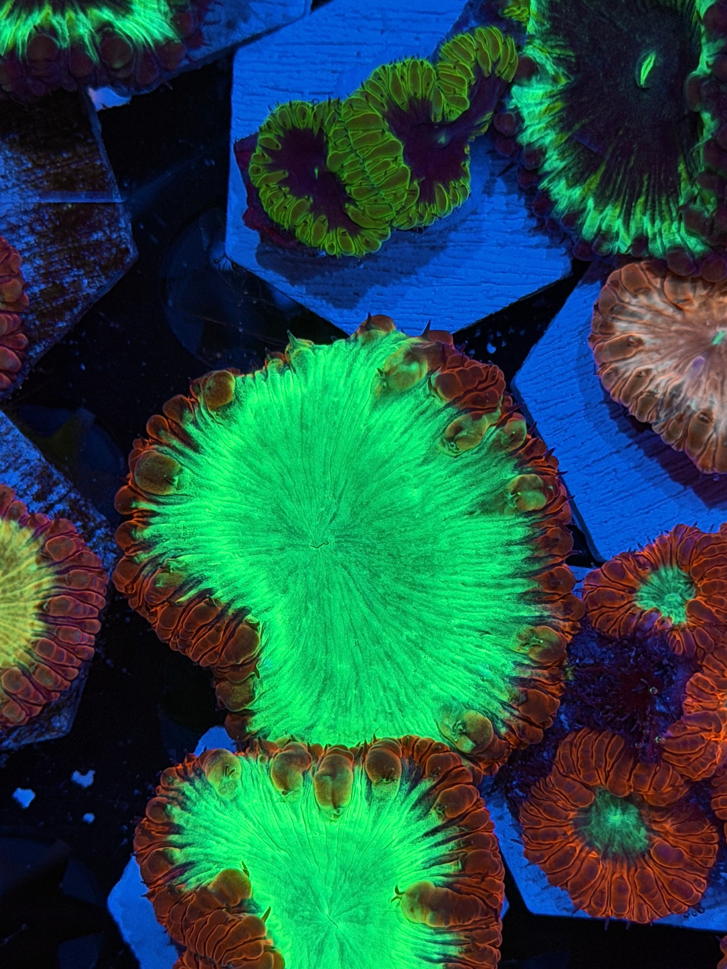 JEA Plasma Beam Blastomussa Coral 1 XL HEad *New Release*