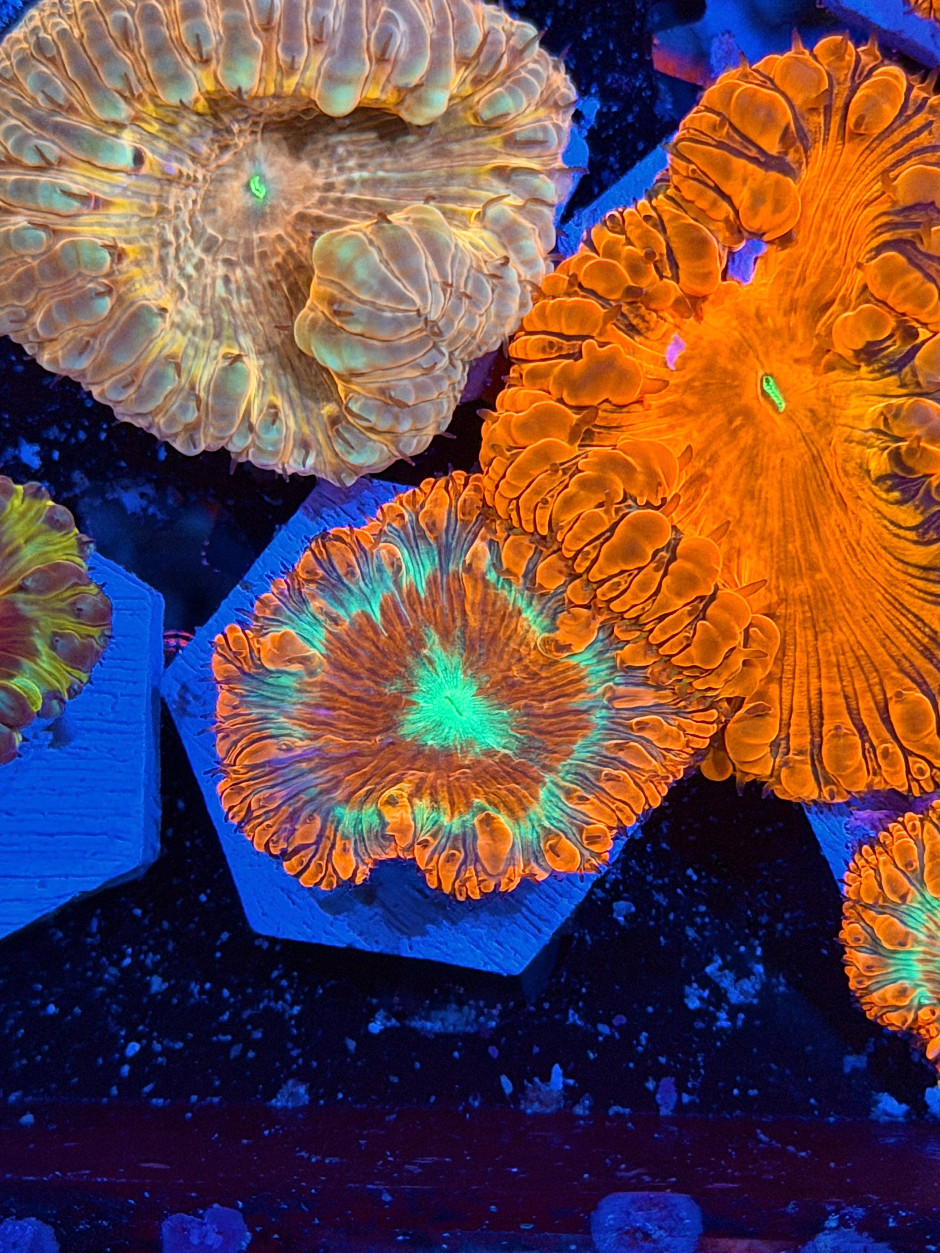 JEA Apocalypse Blastomussa Coral *New Release* Collectors Piece