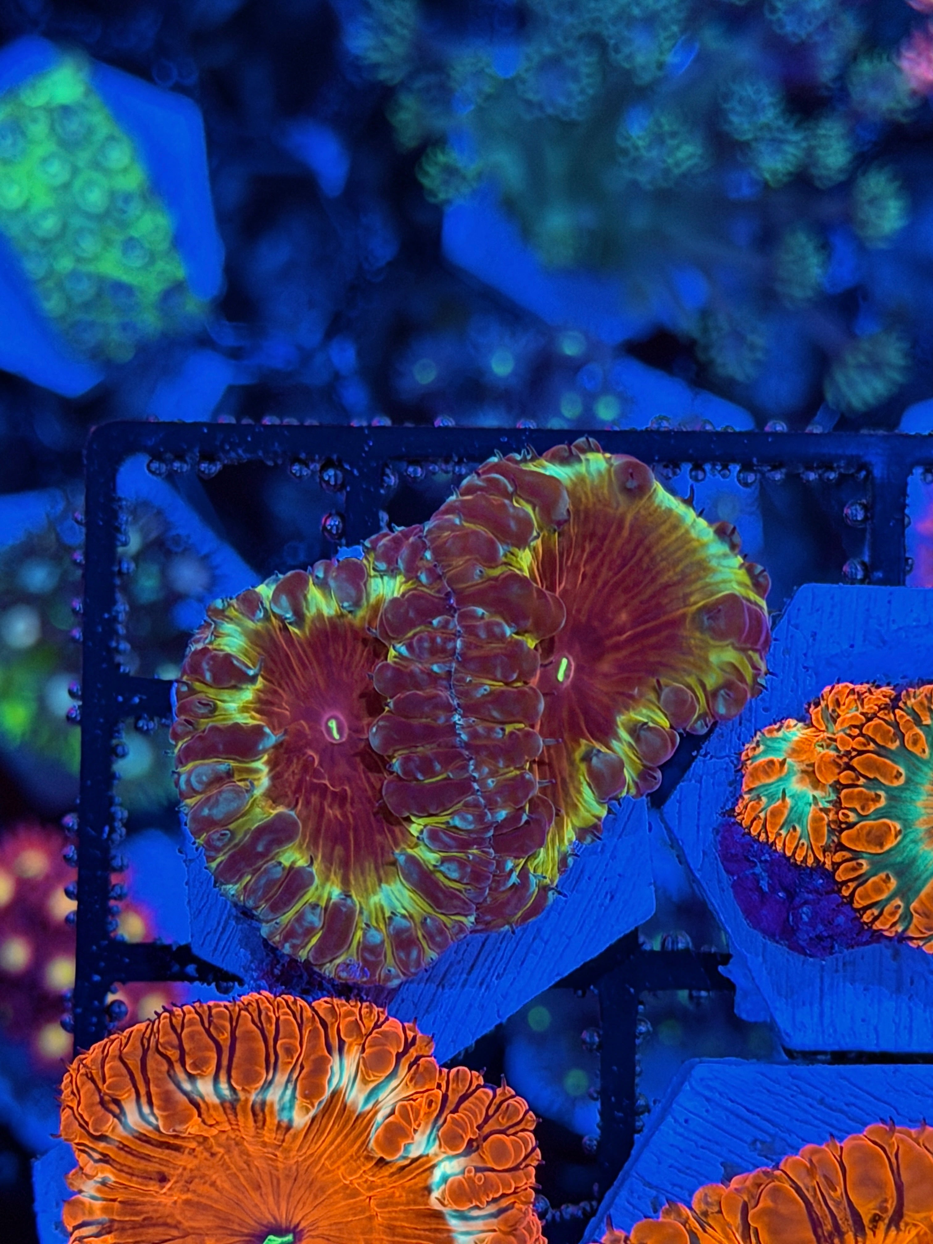 JEA Blood Money Blastomussa Coral *New Release* Collectors Piece