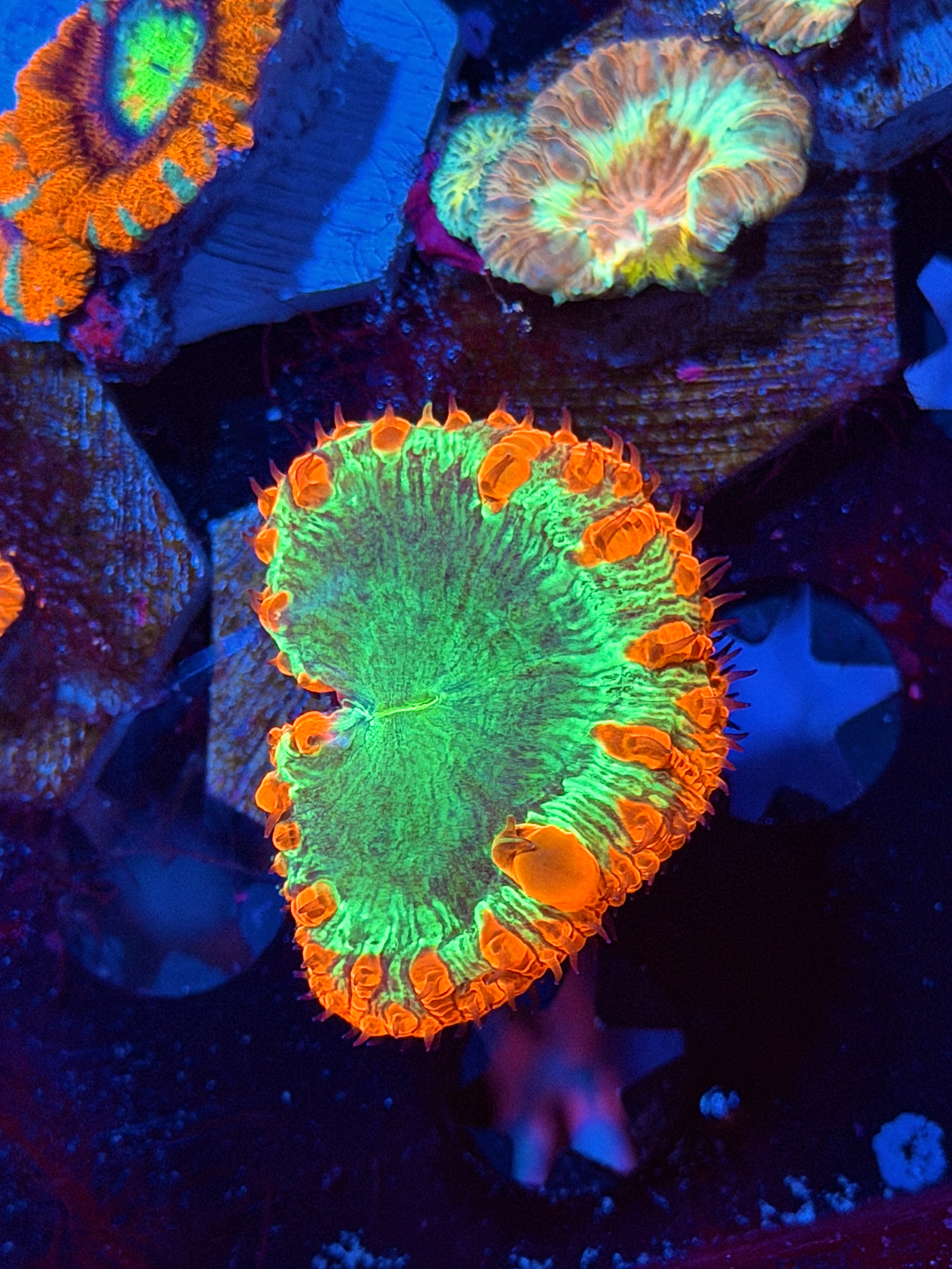 JEA Pyromaniac Blastomussa Coral *Last Frag Available*