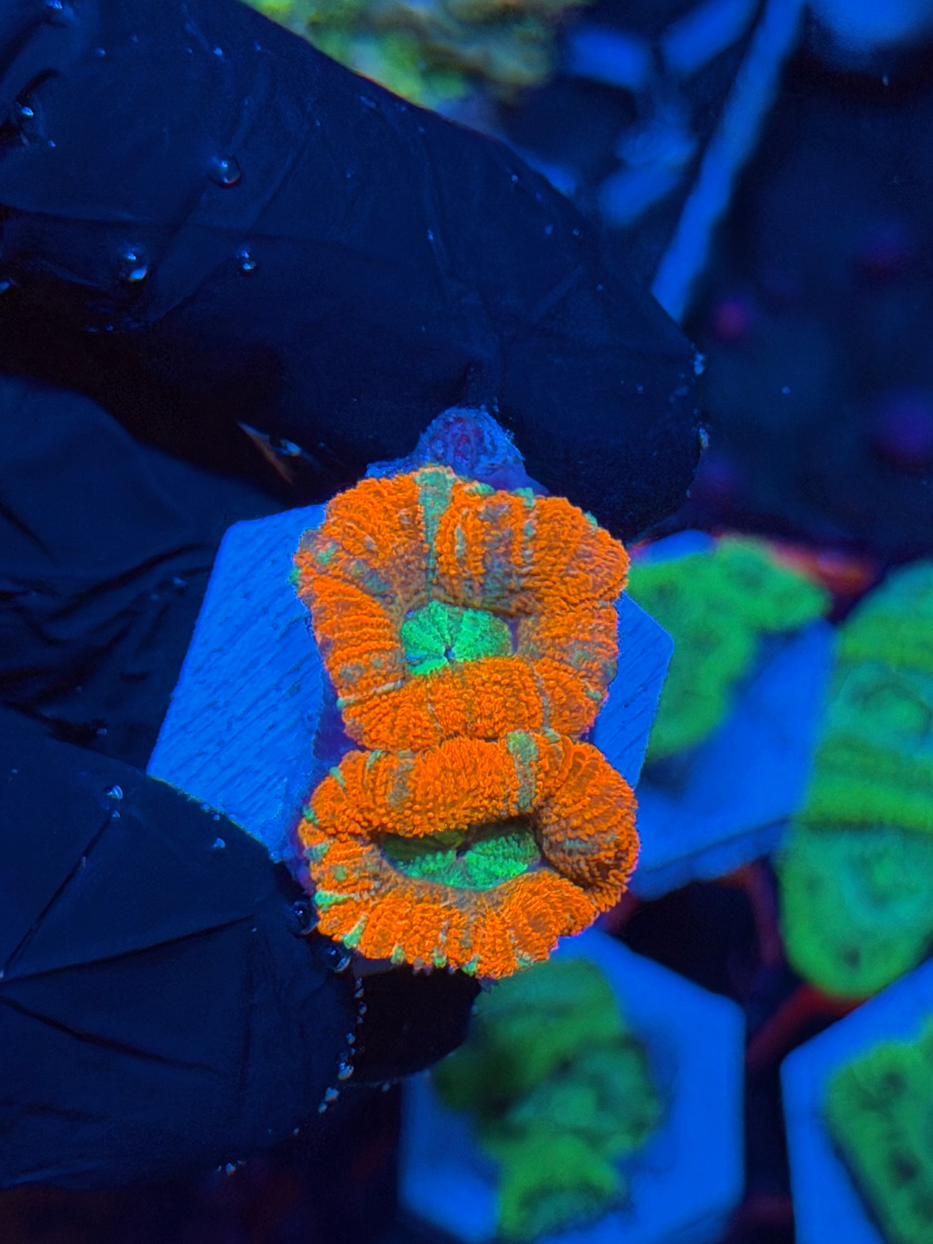 JEA Katana Asian Acans 2 Heads XL *New Release*
