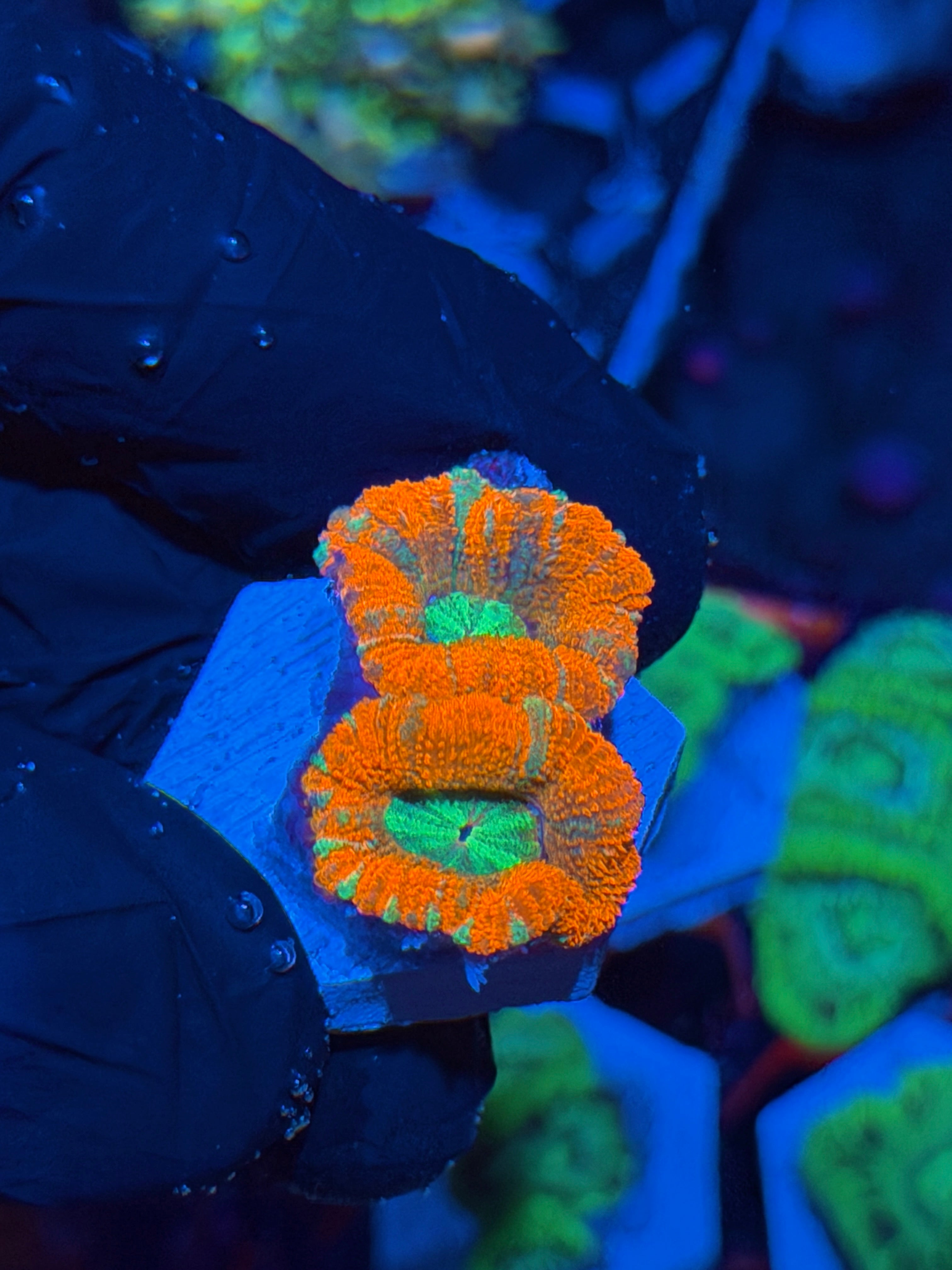 JEA Katana Asian Acans 2 Heads XL *New Release*