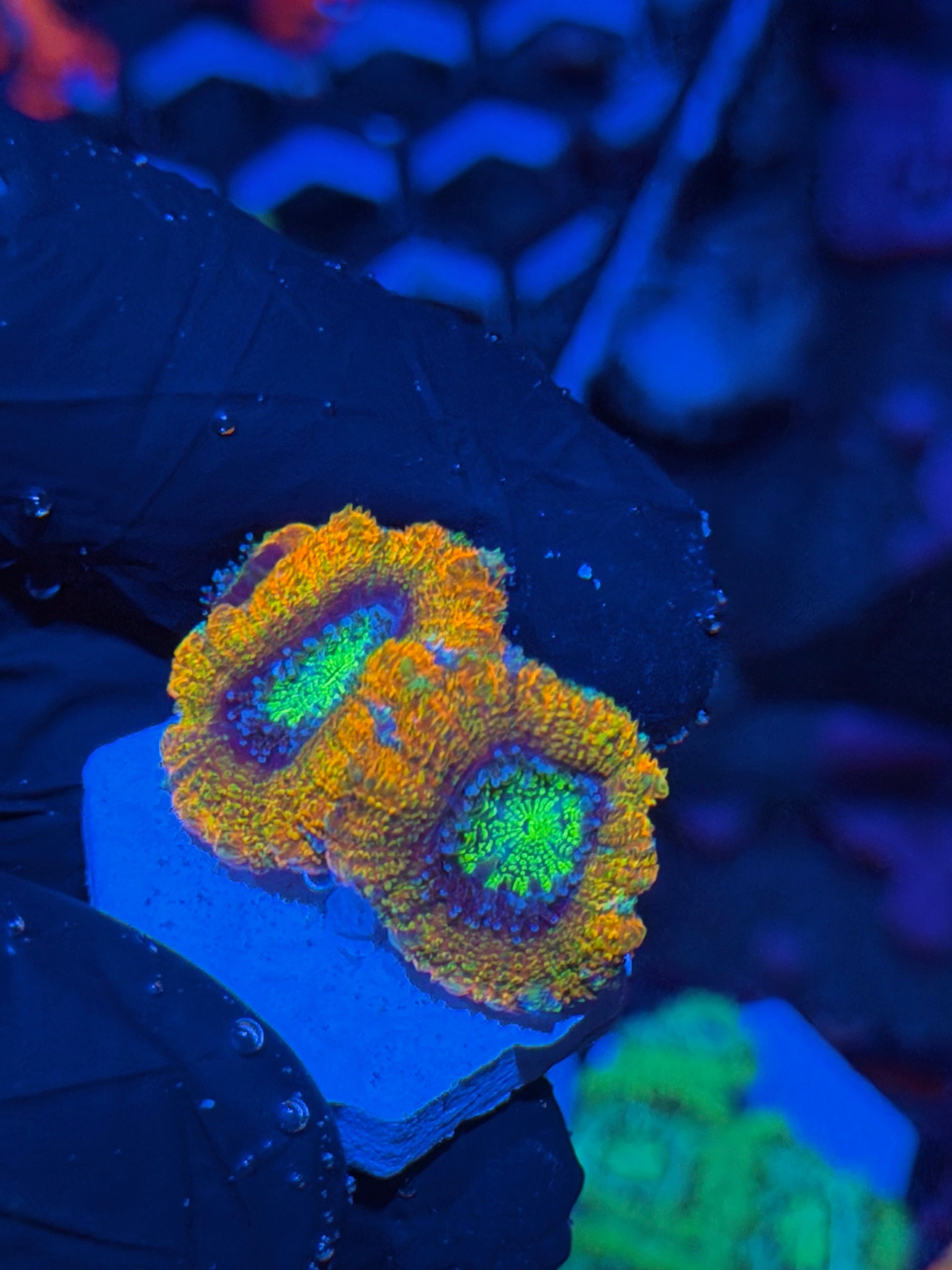 JEA Rainbow Nerds Asian Acans 3 Heads *New Release*