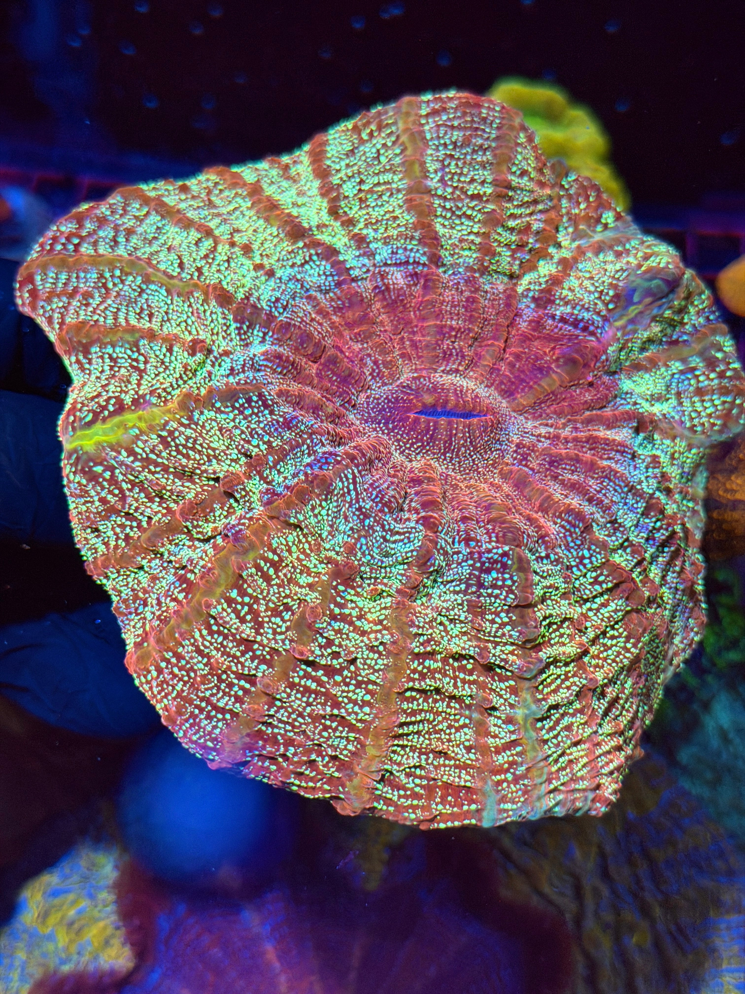 Insane Glitter Acanthophyllia Meat Coral XXL Show Piece