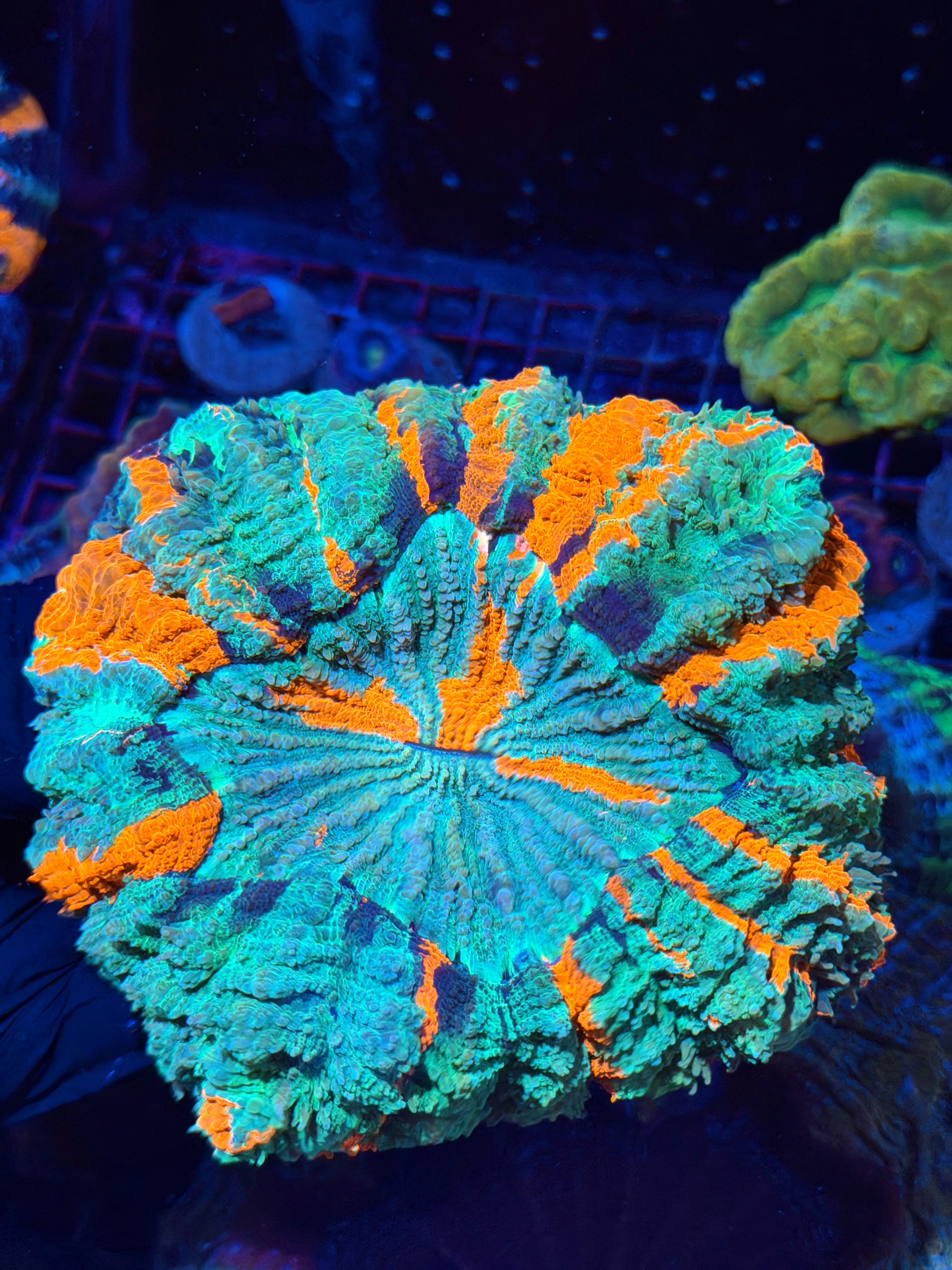 Insanely Bright Rainbow Acanthophyllia Meat Coral XL Show Piece