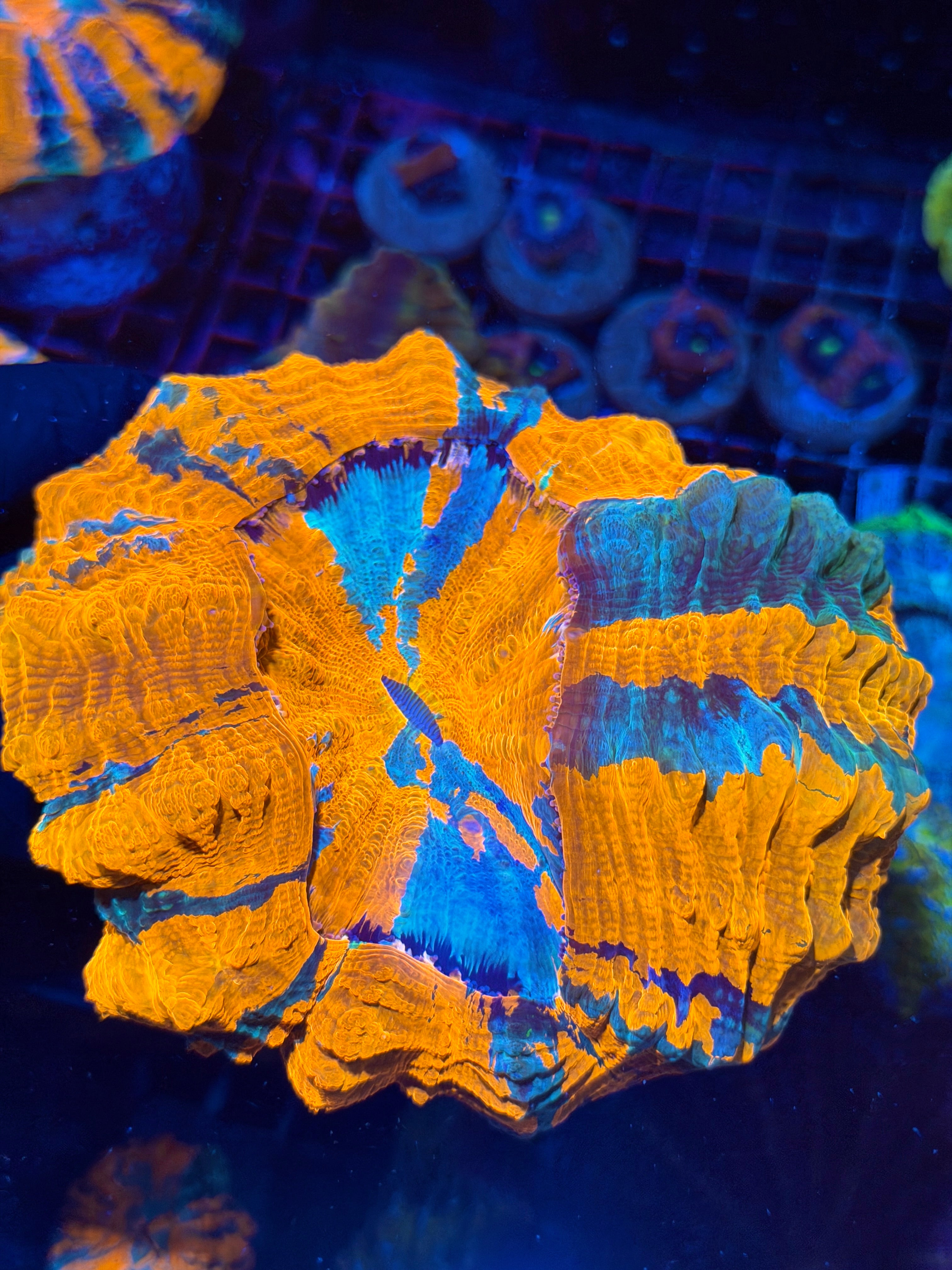 Insanely Bright Striped Acanthophyllia Meat Coral XL Show Piece