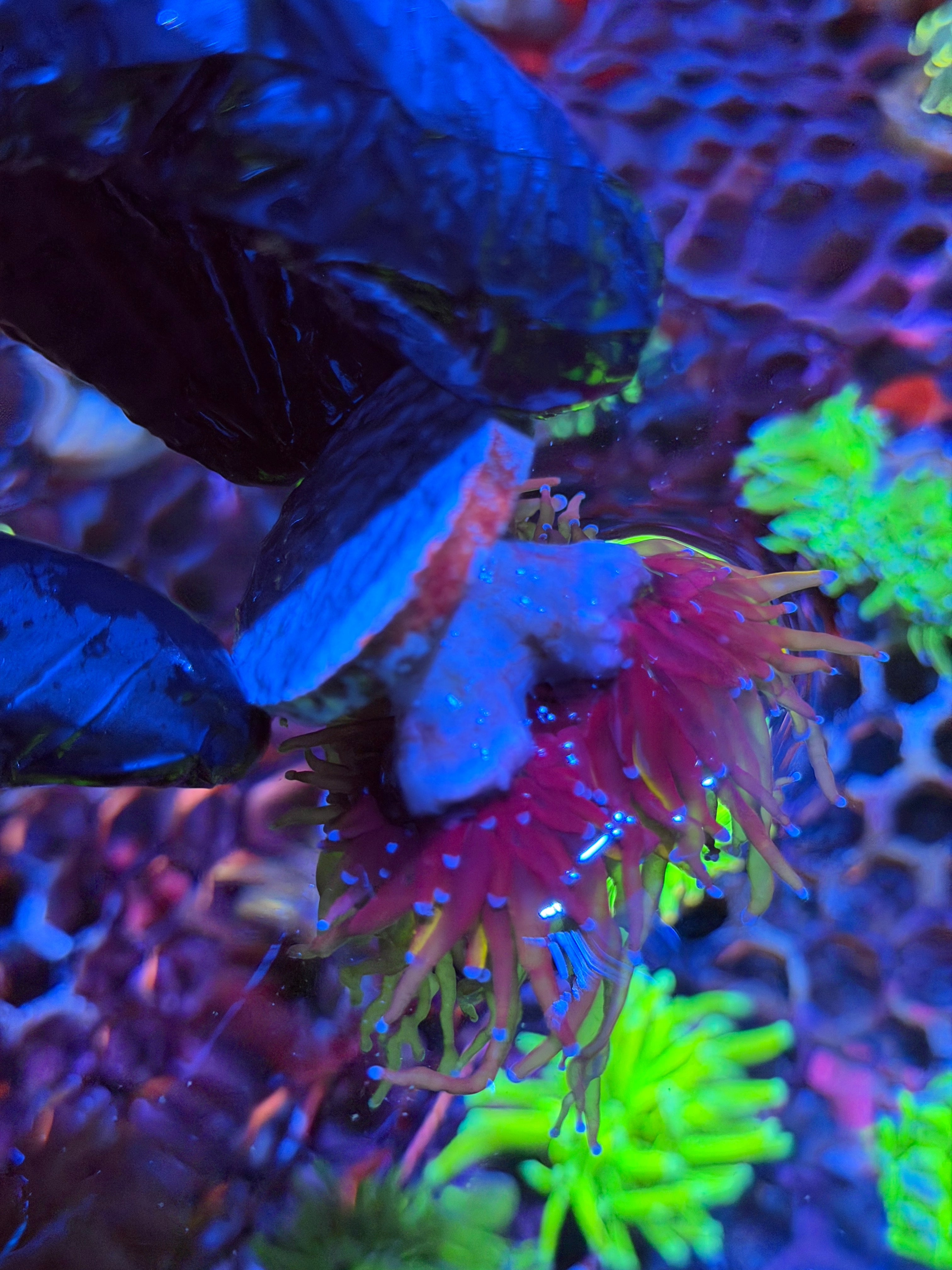 JEA Nightmare Torch Coral 2 Heads XL