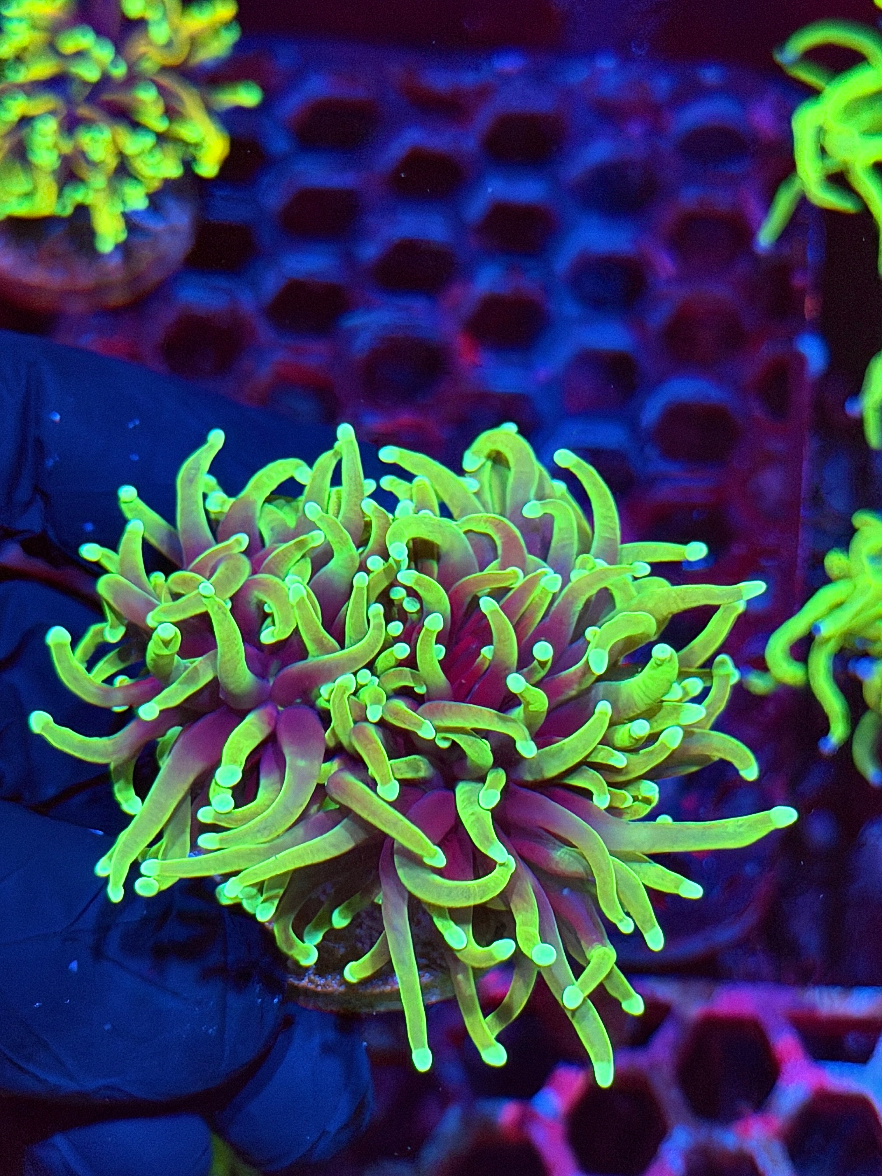 JEA Dragon Soul Torch Coral 3 Heads XL