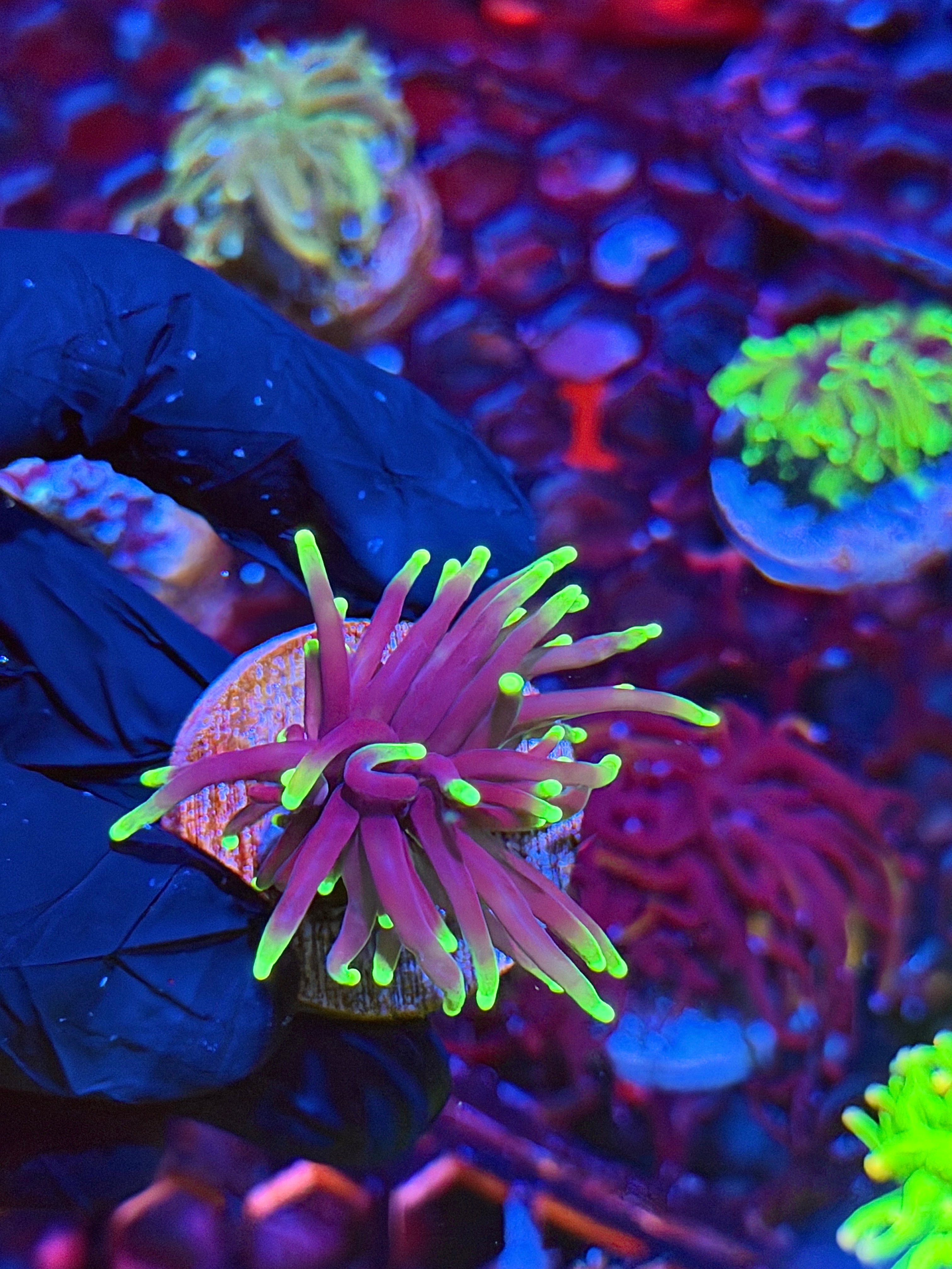 JEA Grim Reaper Torch Coral 1 Head