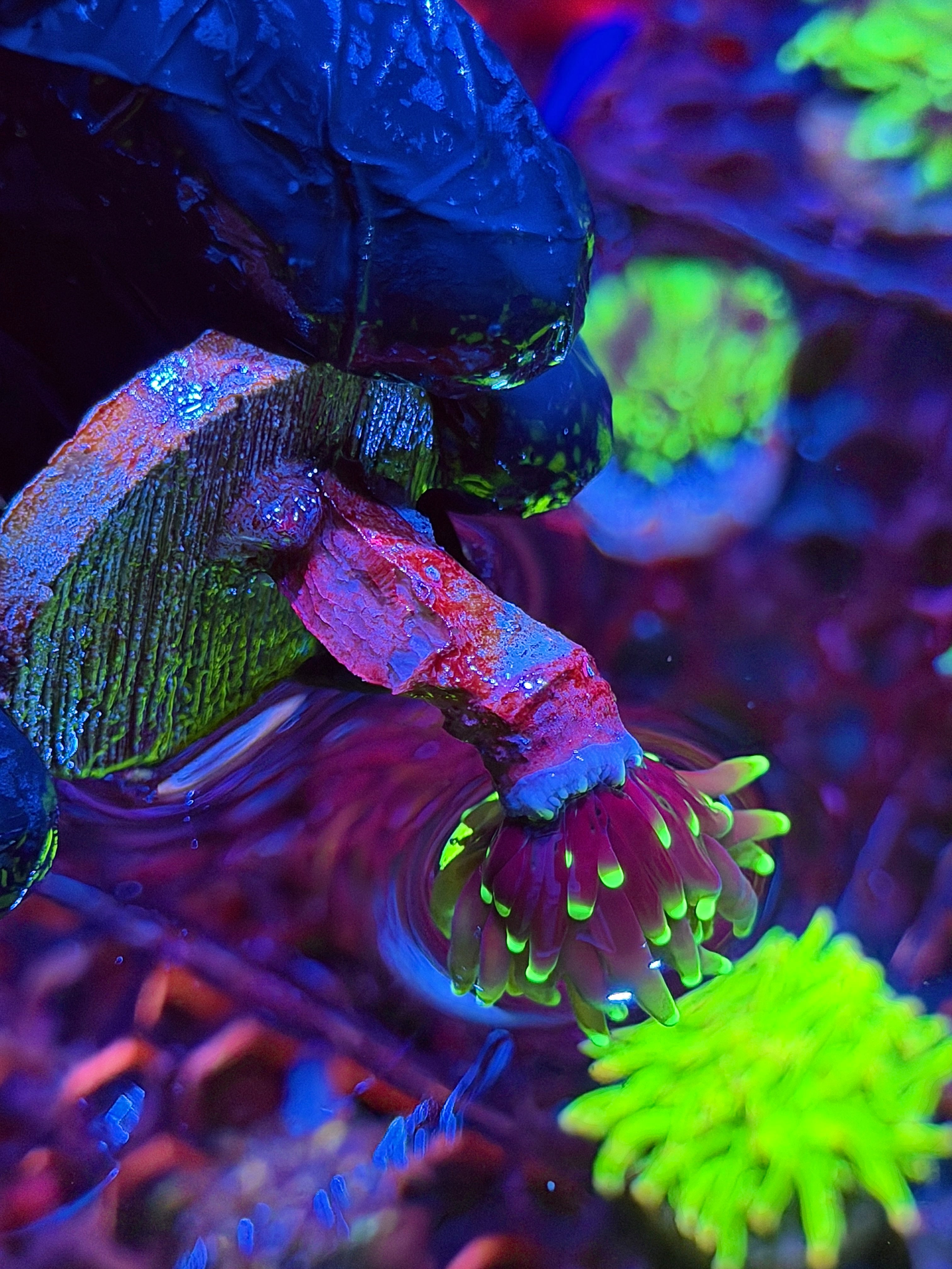 JEA Grim Reaper Torch Coral 1 Head