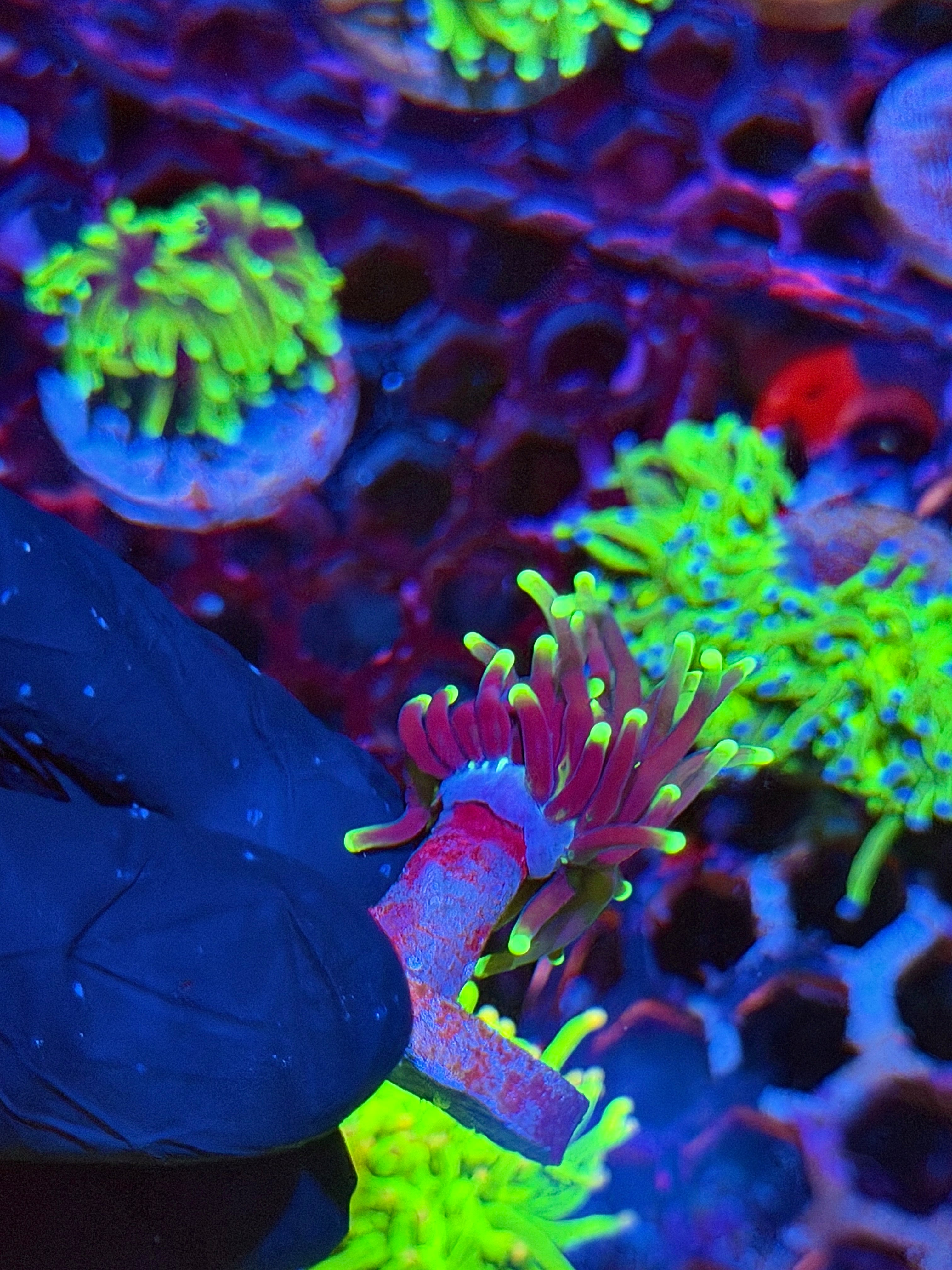 JEA Grim Reaper Torch Coral 1 Head