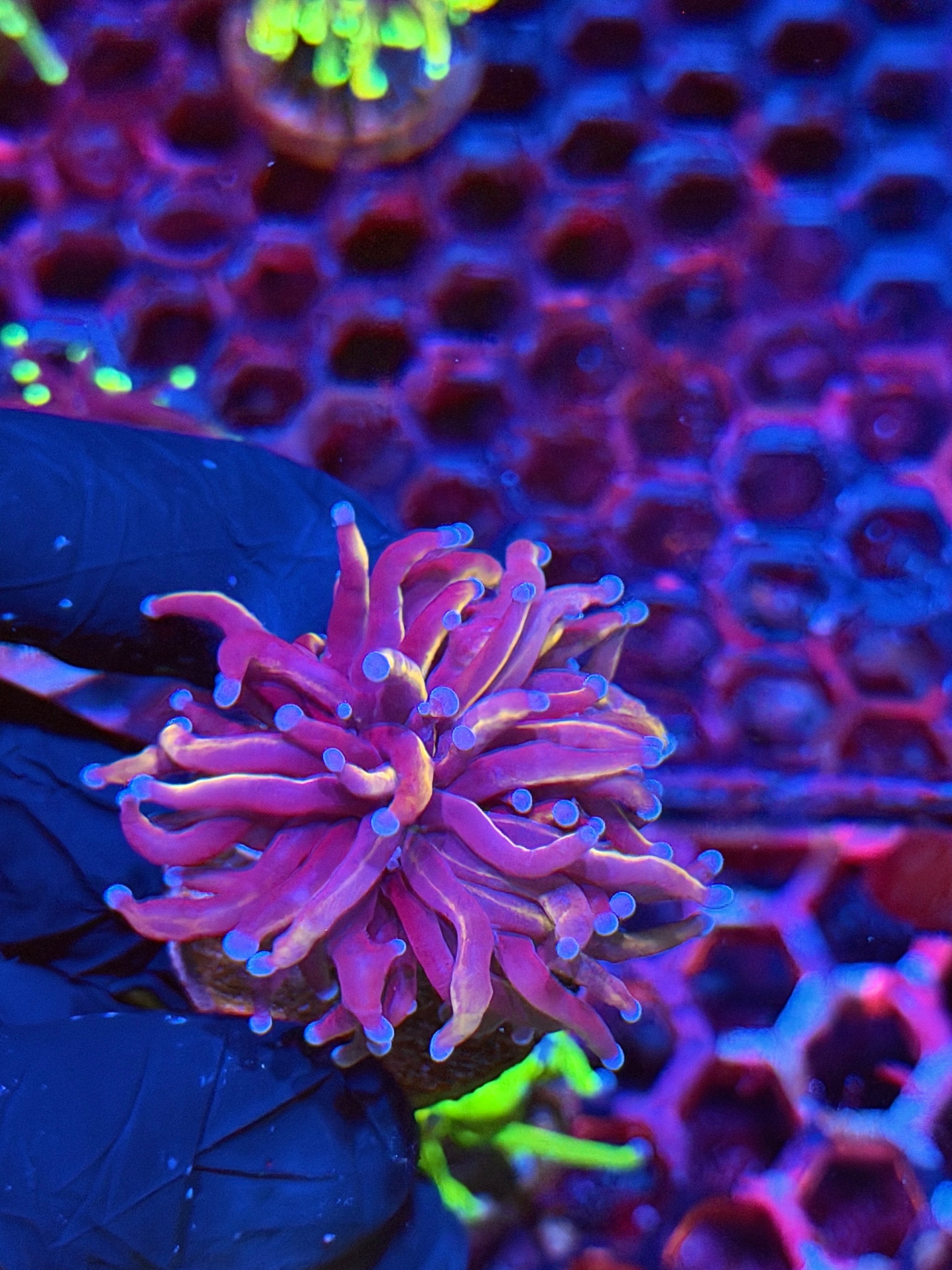 JEA Bluelight Torch Coral 1 Head