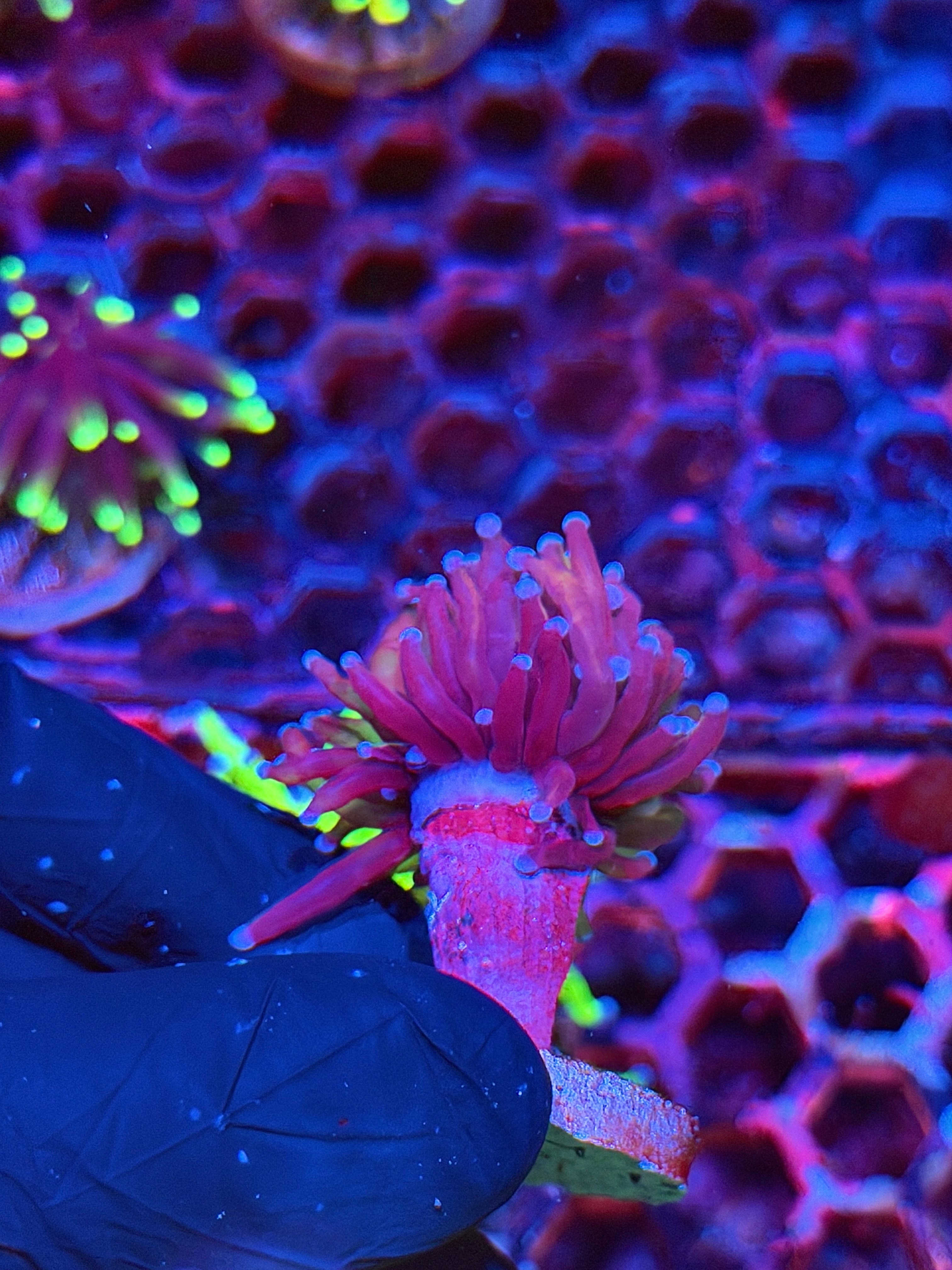 JEA Bluelight Torch Coral 1 Head