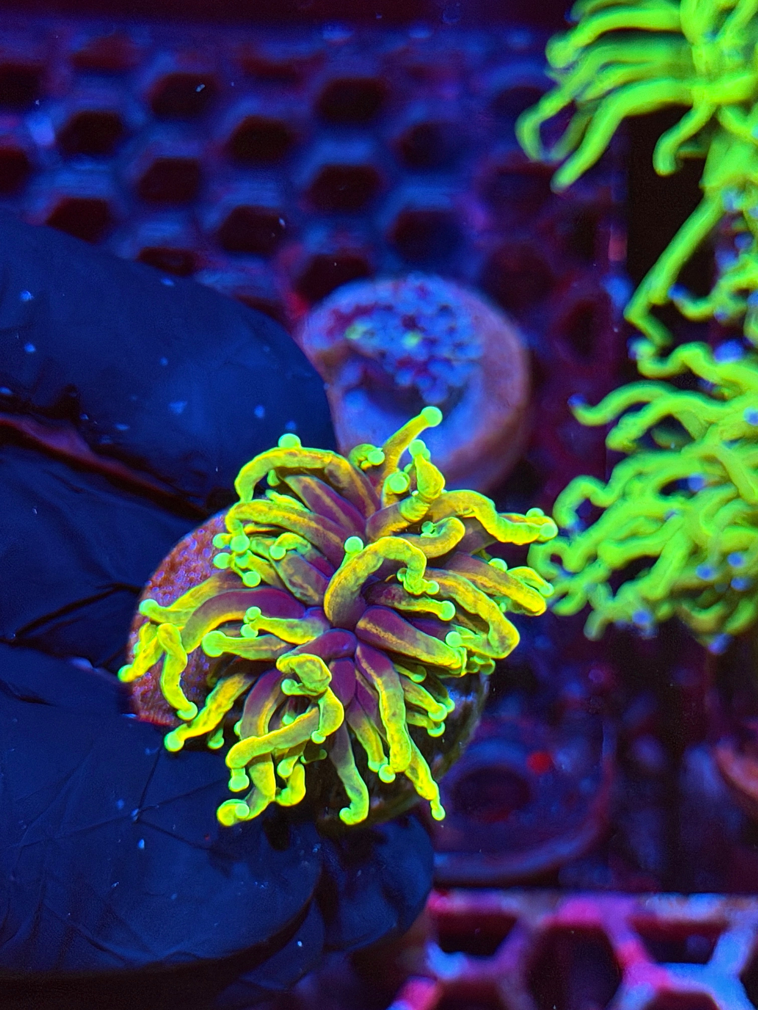 JEA Freezer Burn Torch Coral 1 Head Splitting