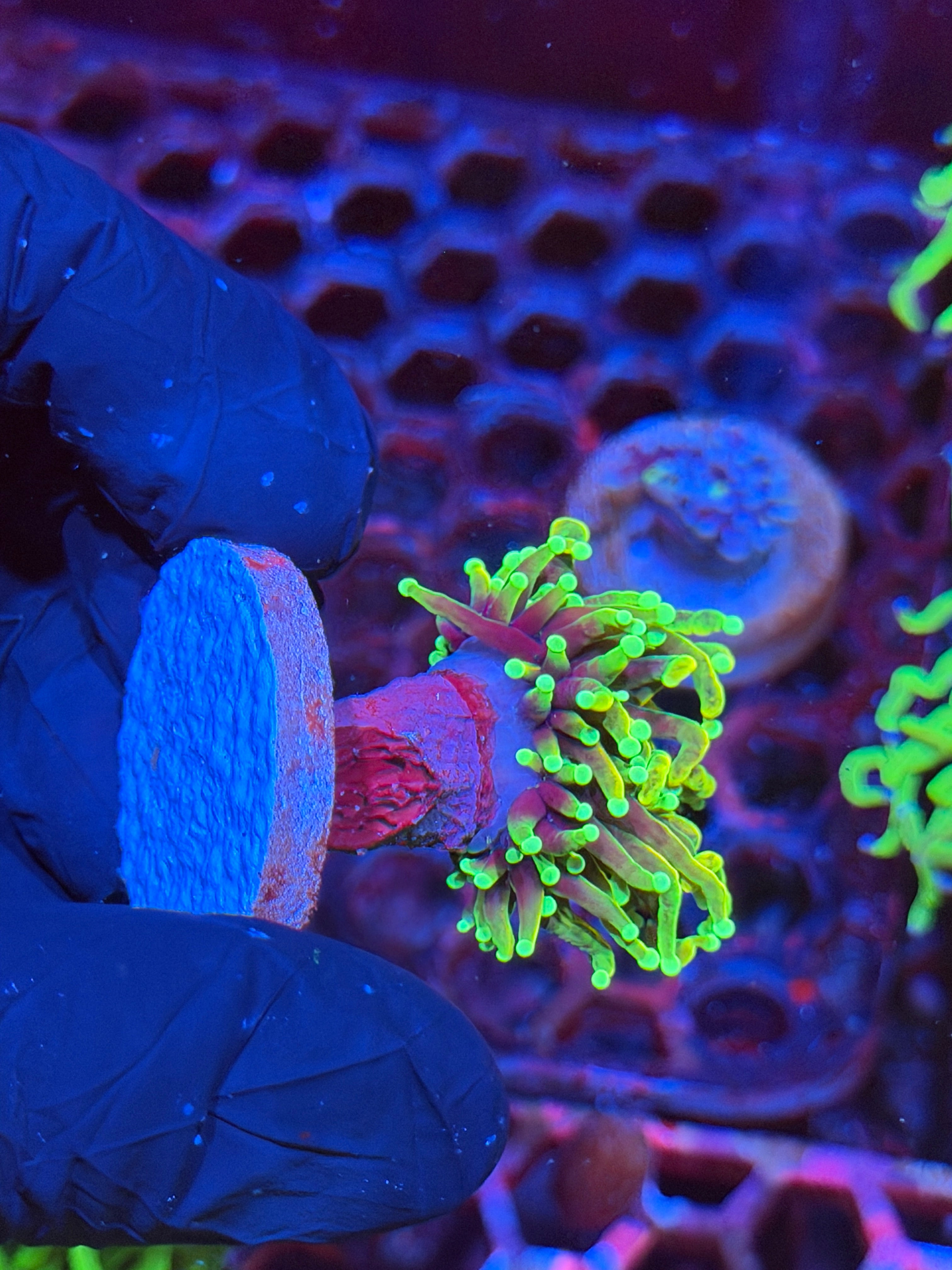 JEA Freezer Burn Torch Coral 1 Head Splitting