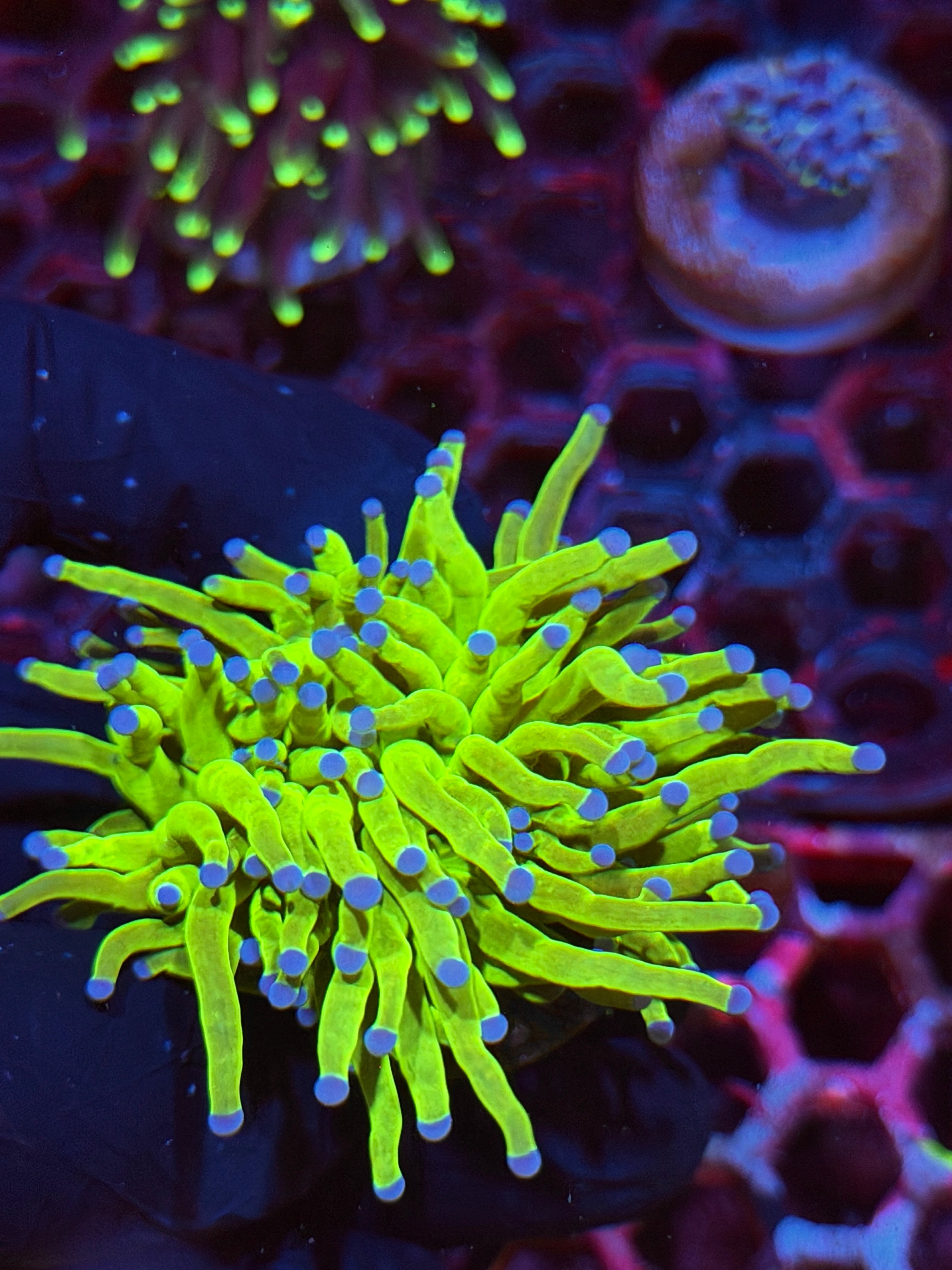 JEA Holy Grail Torch Coral 1 XL Head