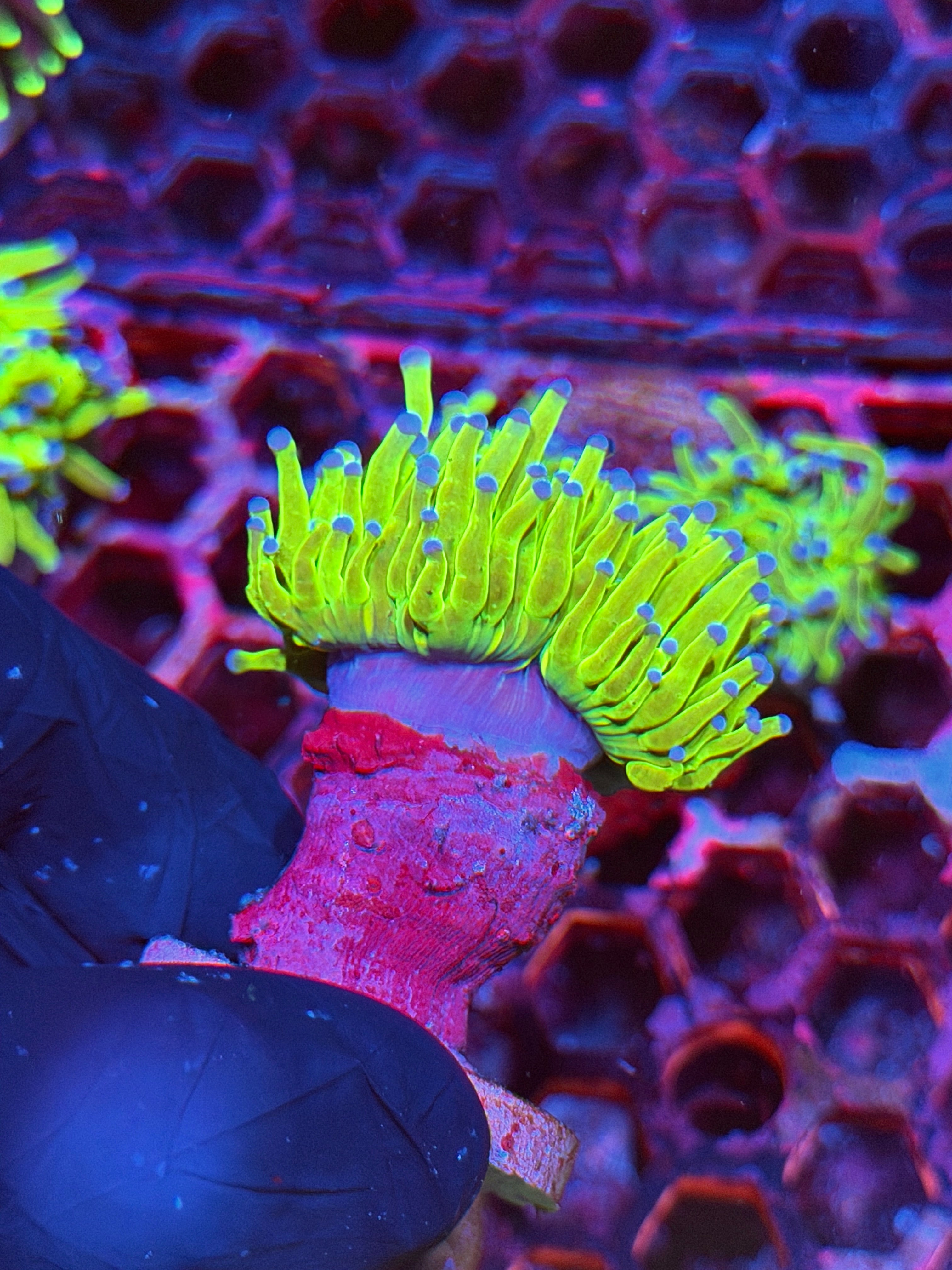 JEA Holy Grail Torch Coral 1 XL Head