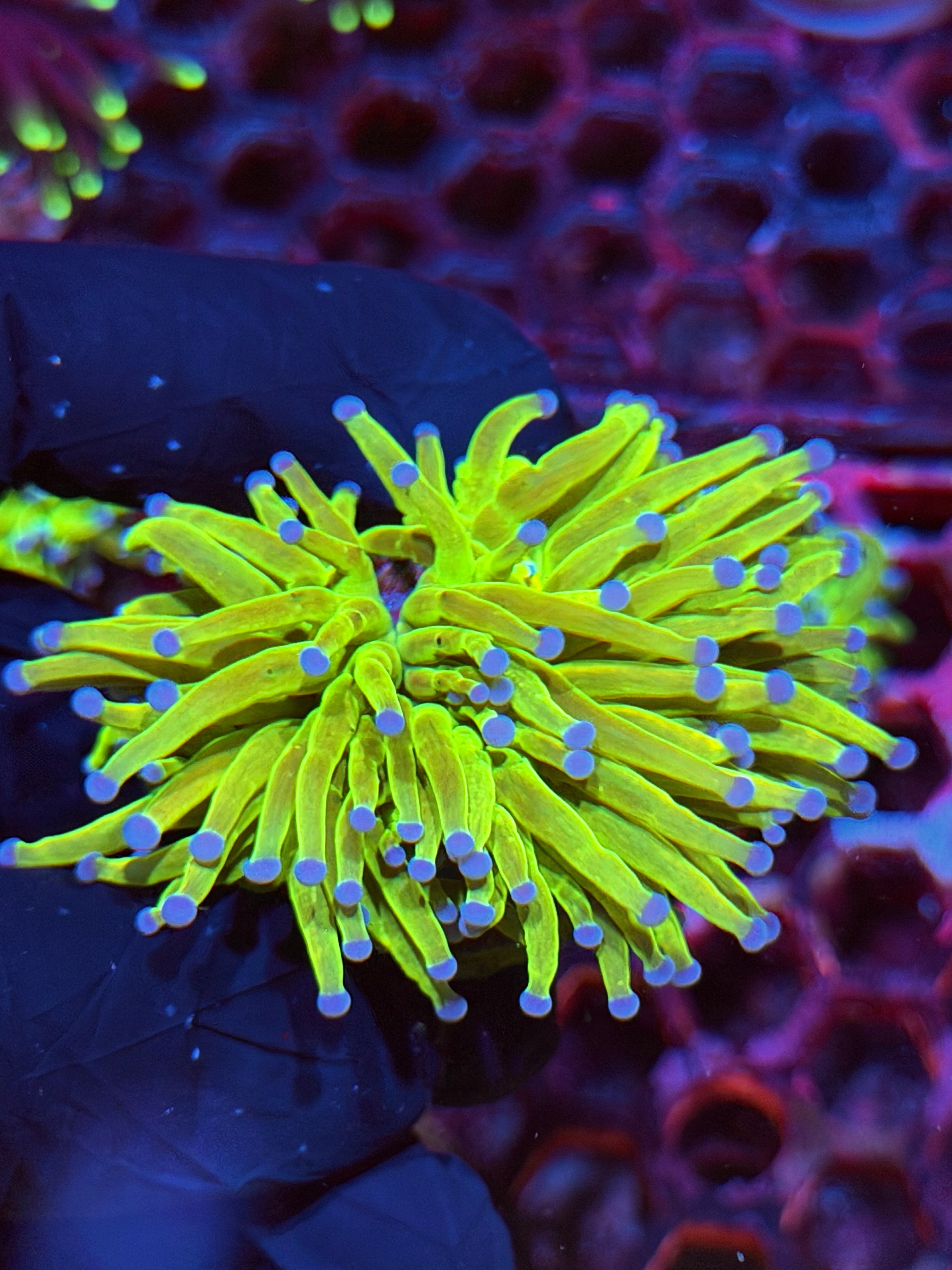 JEA Holy Grail Torch Coral 1 XL Head
