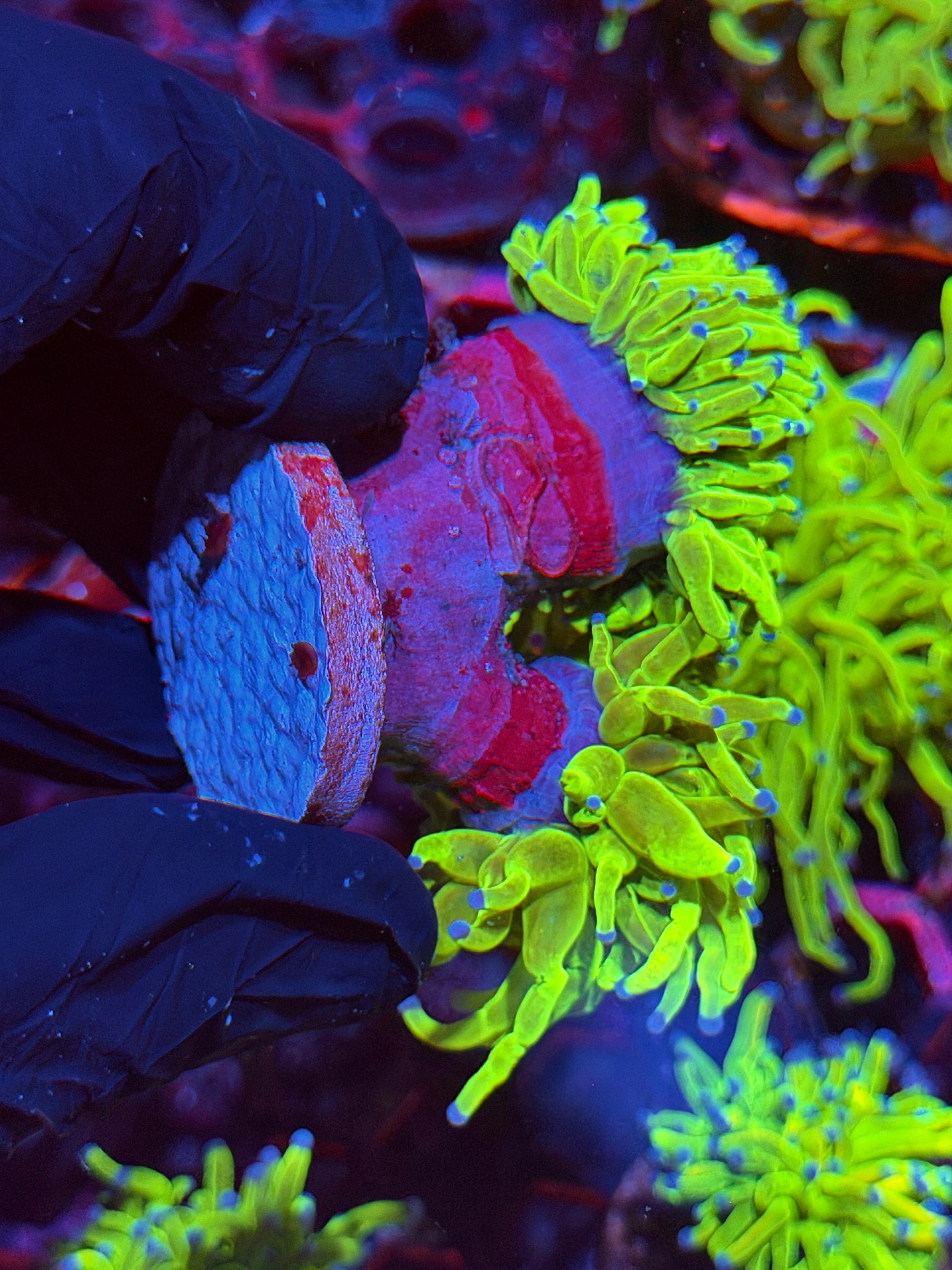 JEA Holy Grail Torch Coral 2 XXL Heads Show Sized
