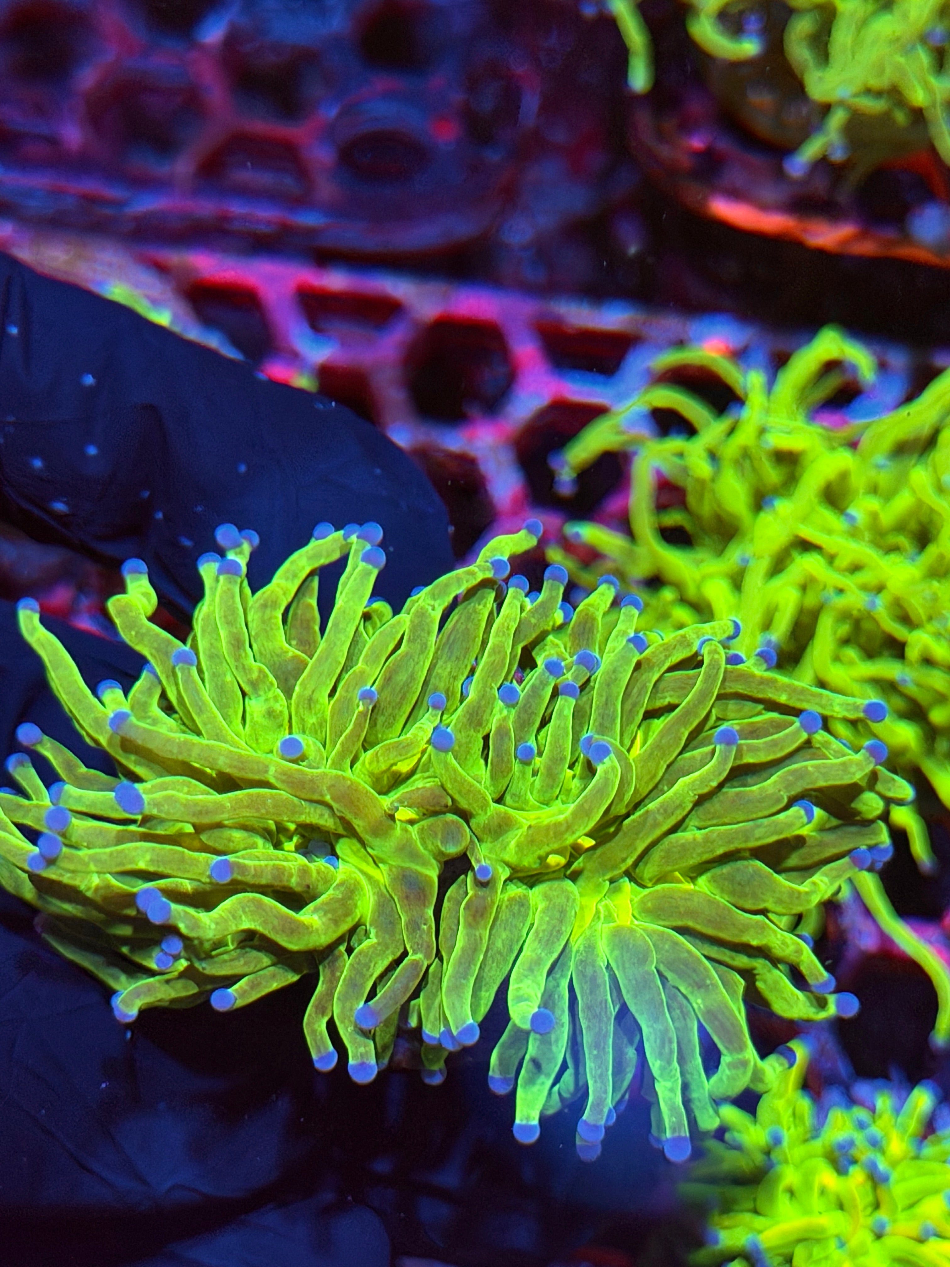 JEA Glitter Holy Grail Torch Coral 2 Heads XXL Show Piece
