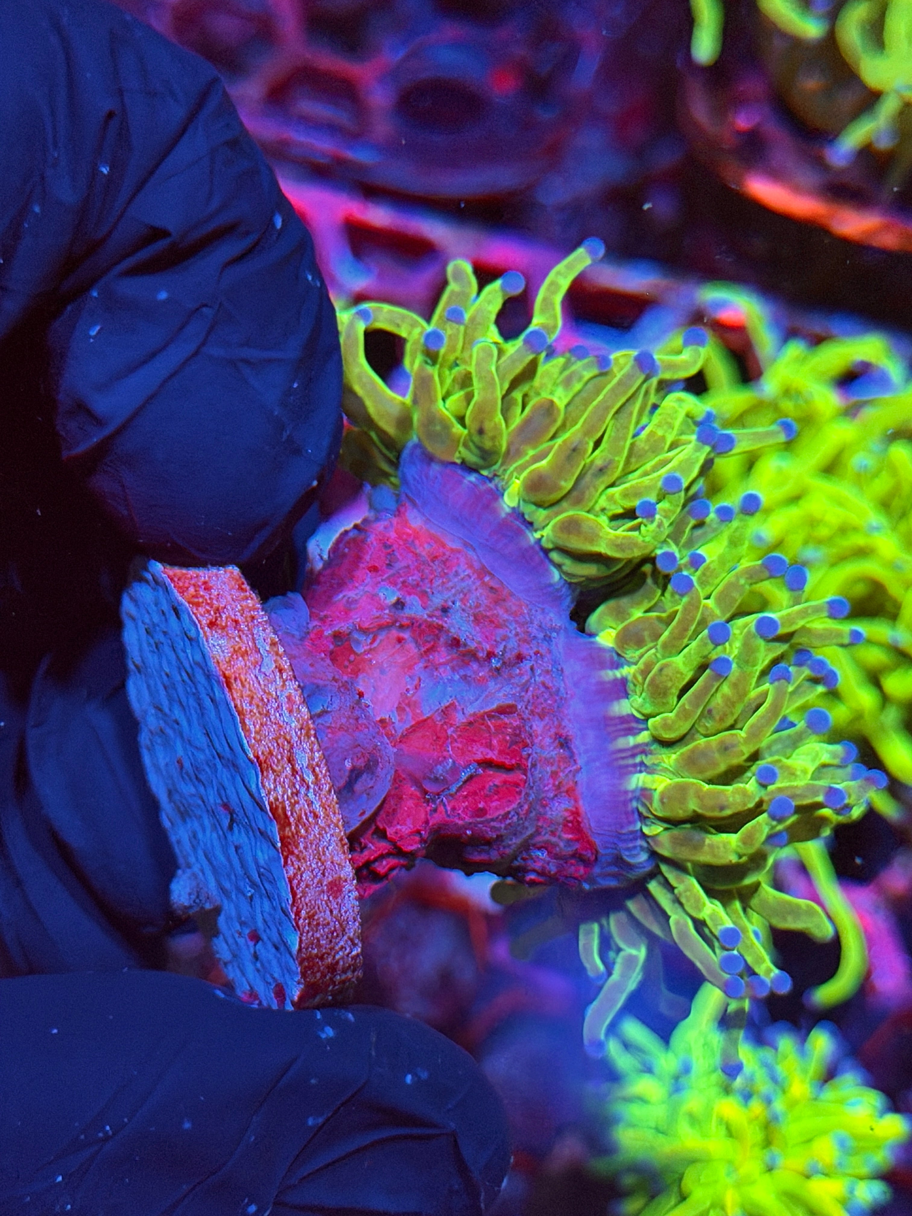 JEA Glitter Holy Grail Torch Coral 2 Heads XXL Show Piece