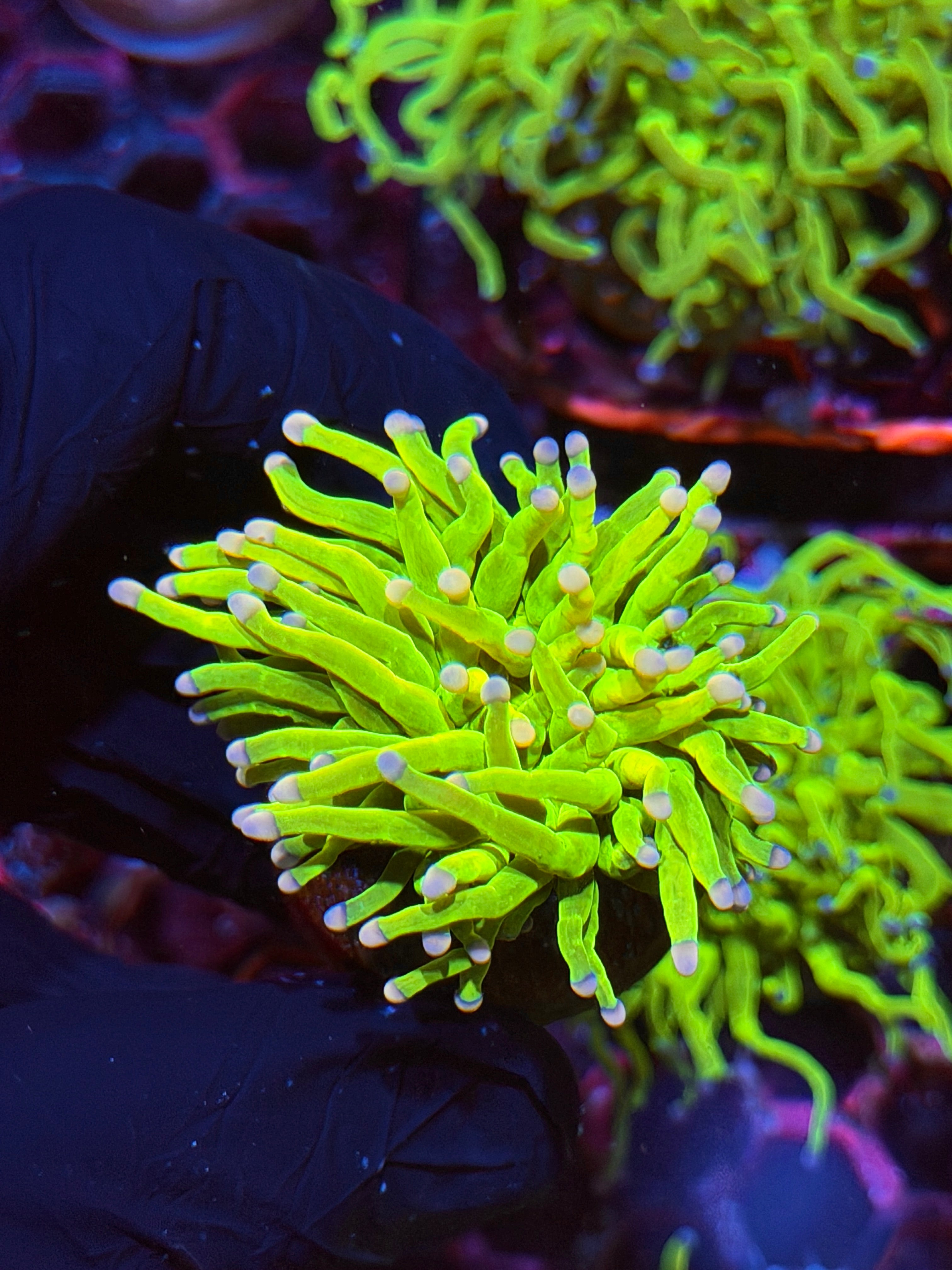 JEA Skittles Holy Grail Torch Coral 1 XL Head