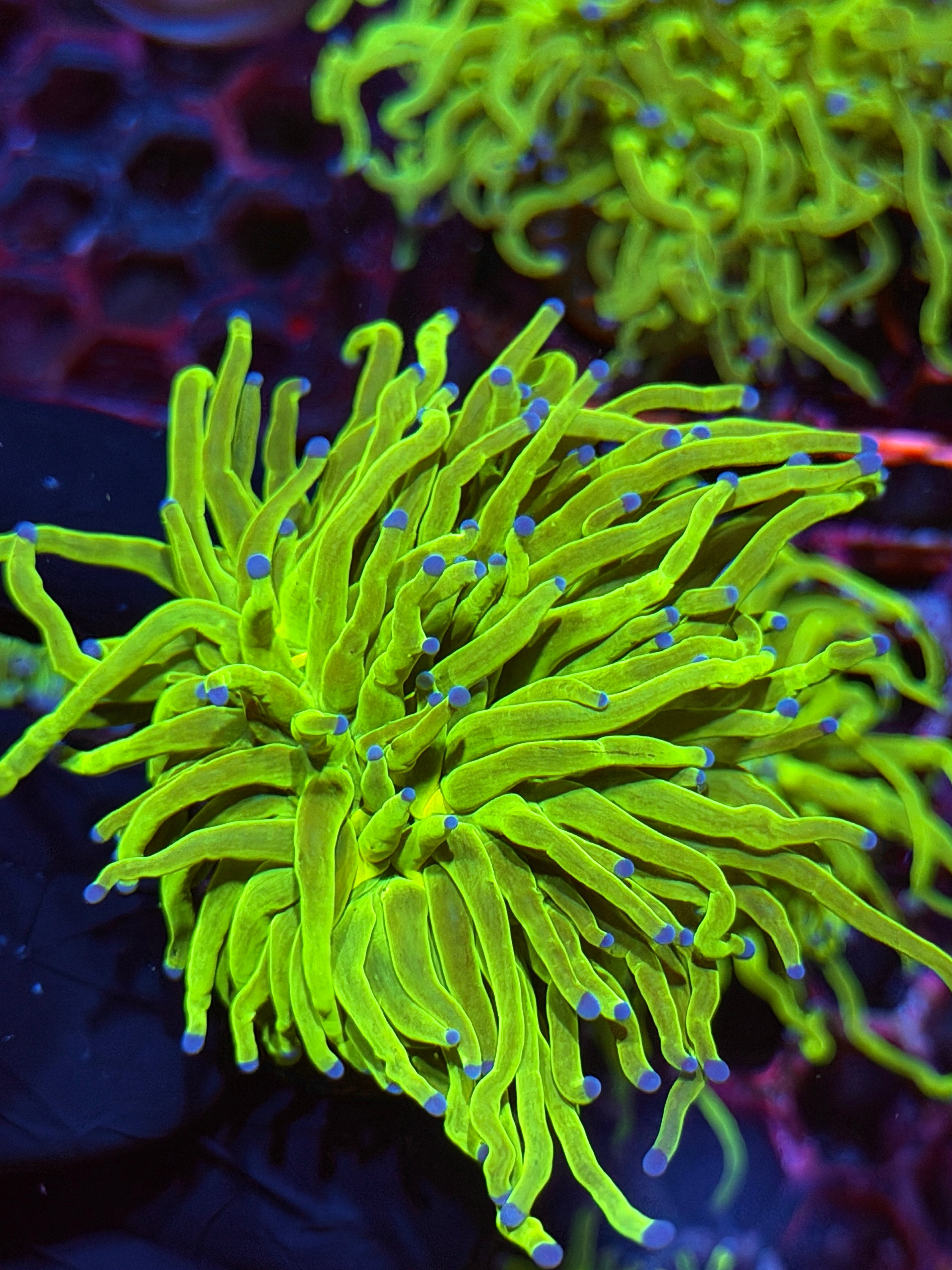 JEA Holy Grail Torch Coral 1 XXXL Head